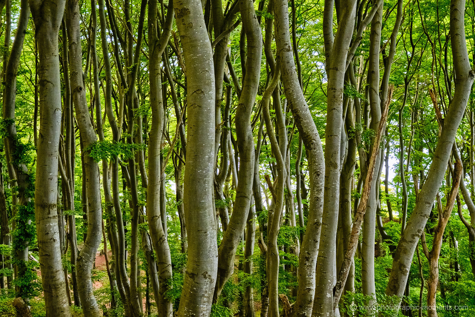 Insel Møn/ Dänemark