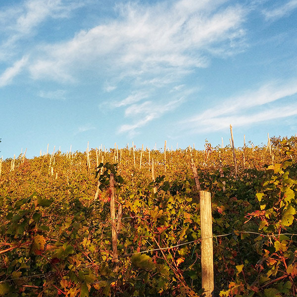 Vigna dell'Adolfo