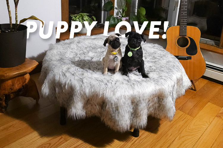 Comfort Rebounder Cover (w/ pups!)