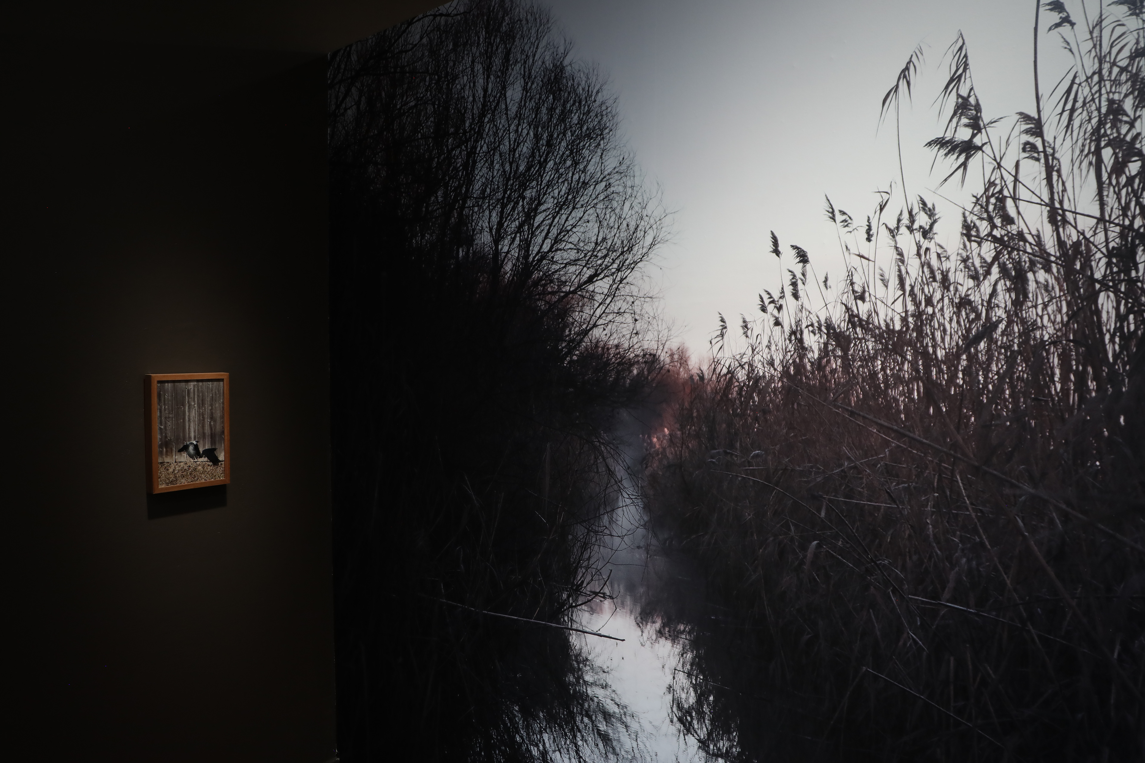 Camilla de Maffei, Delta.