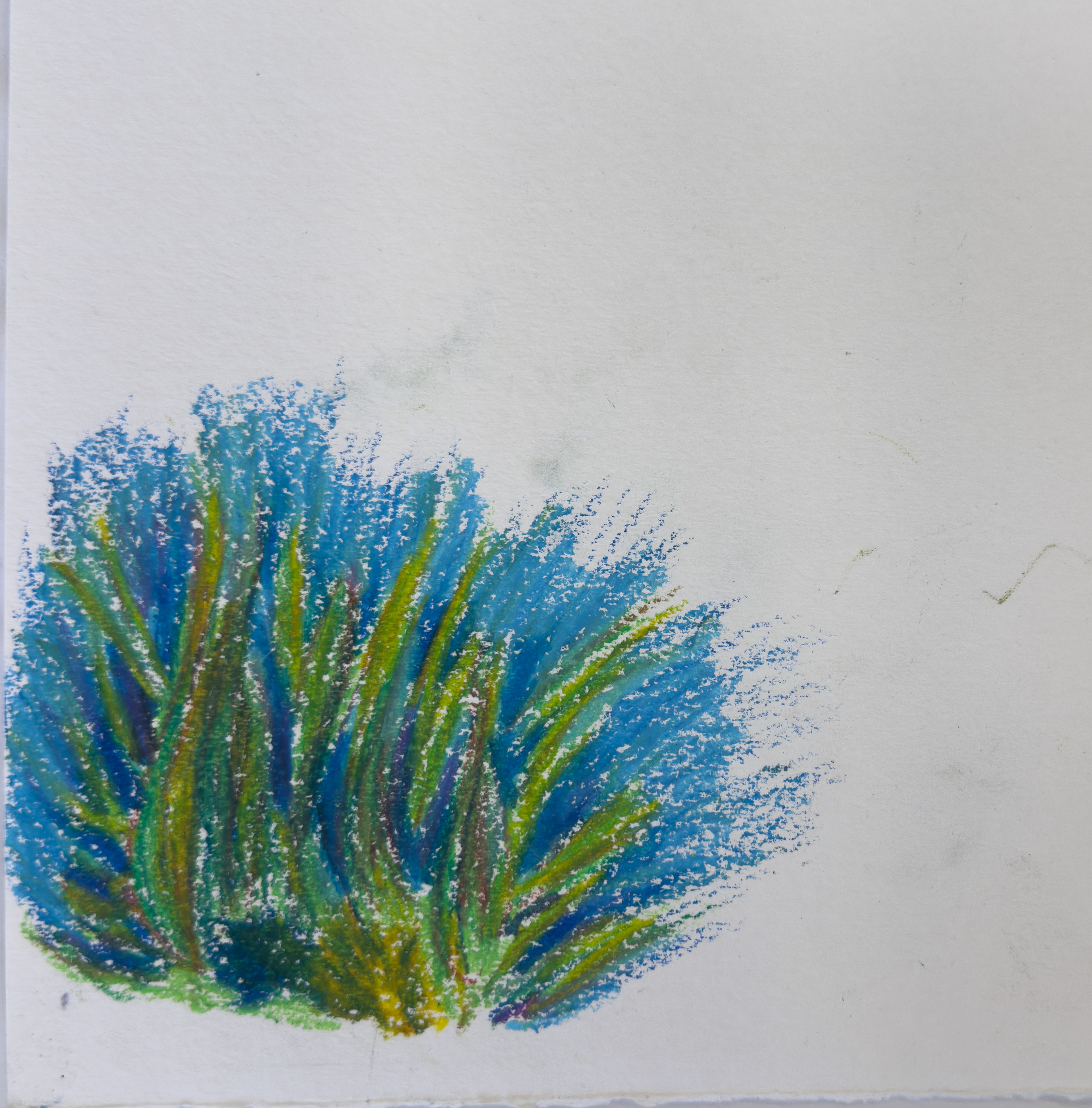 algae sketch 