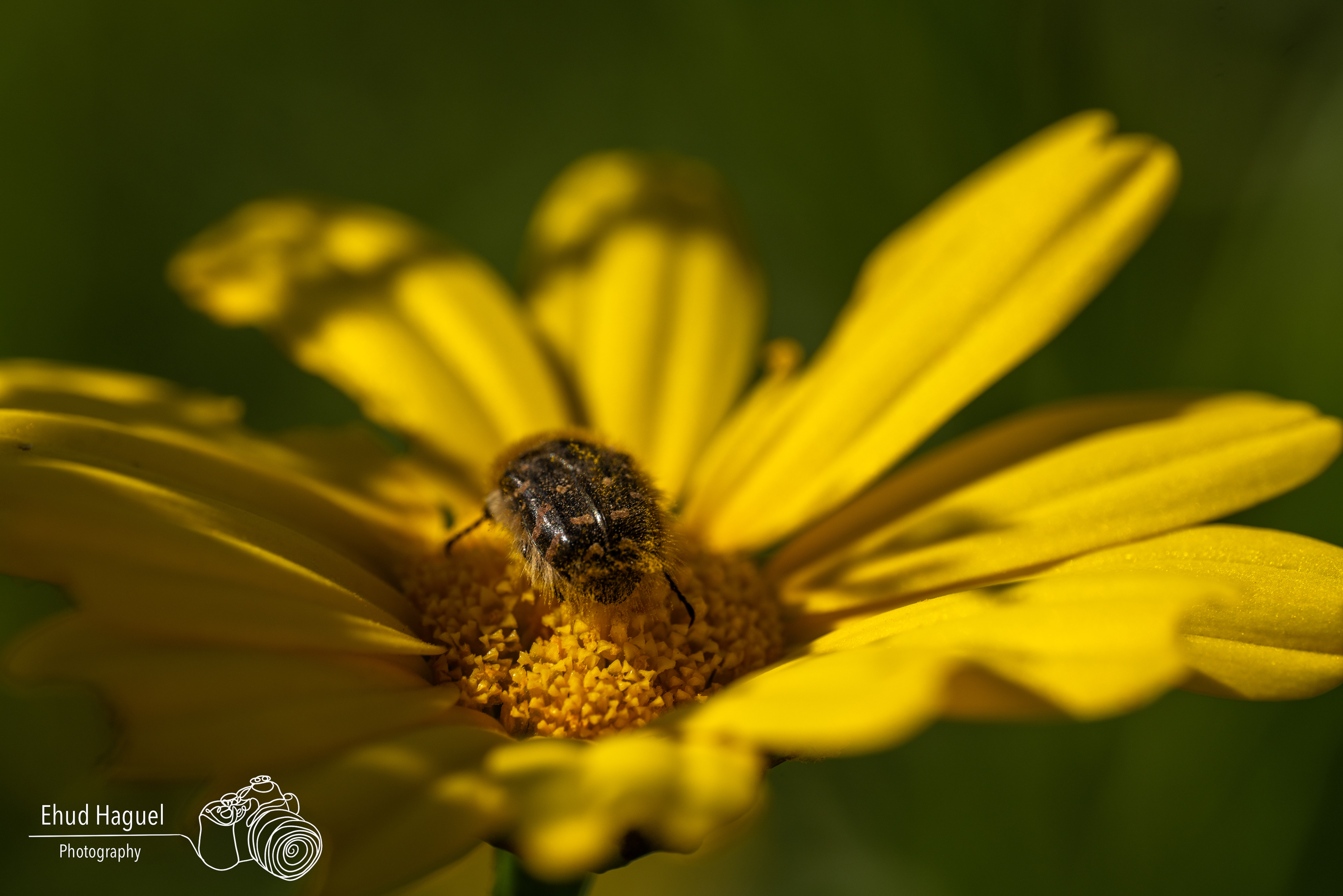 Beetle on yellow wildflower, macro photography Israel