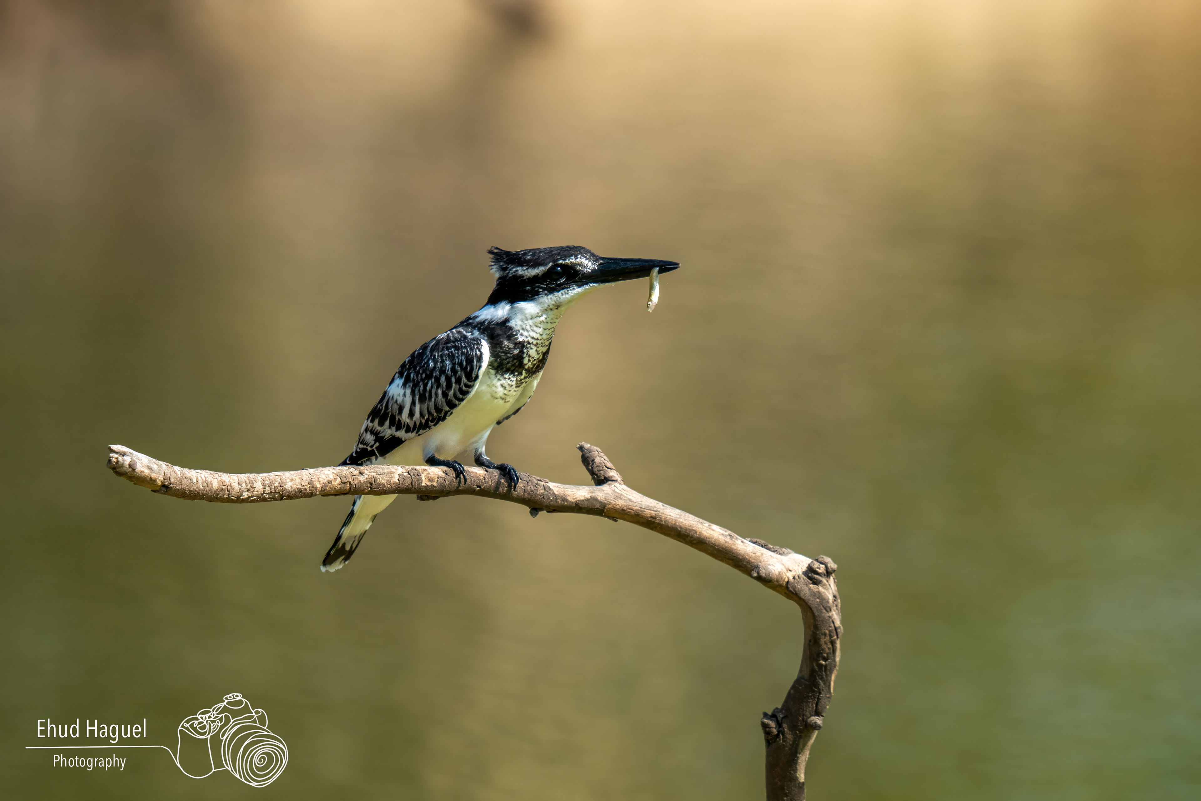Pied kingfisher perched on branch, bird photography Israel