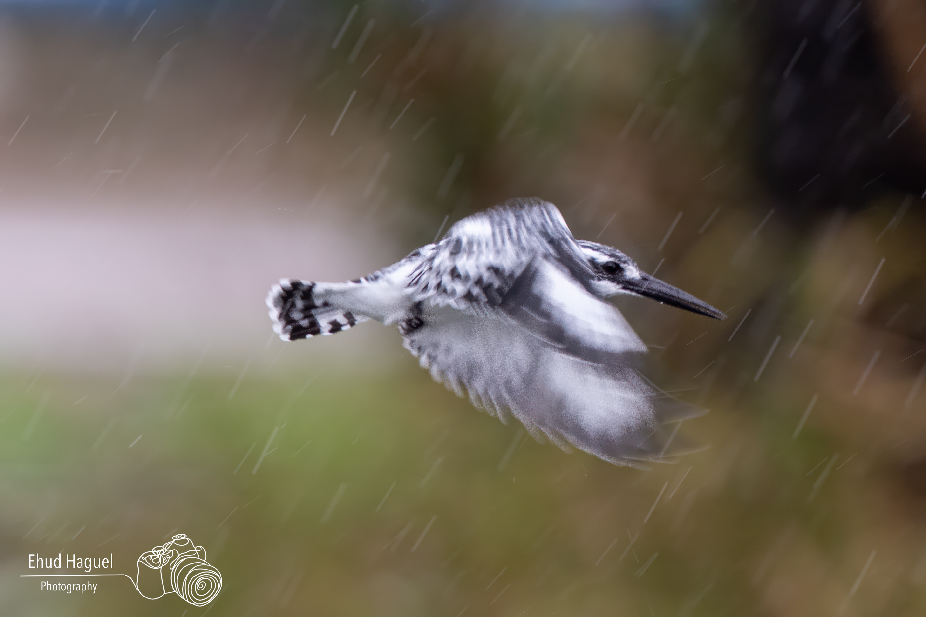 Pied kingfisher in flight in the rain, panning photography Israel