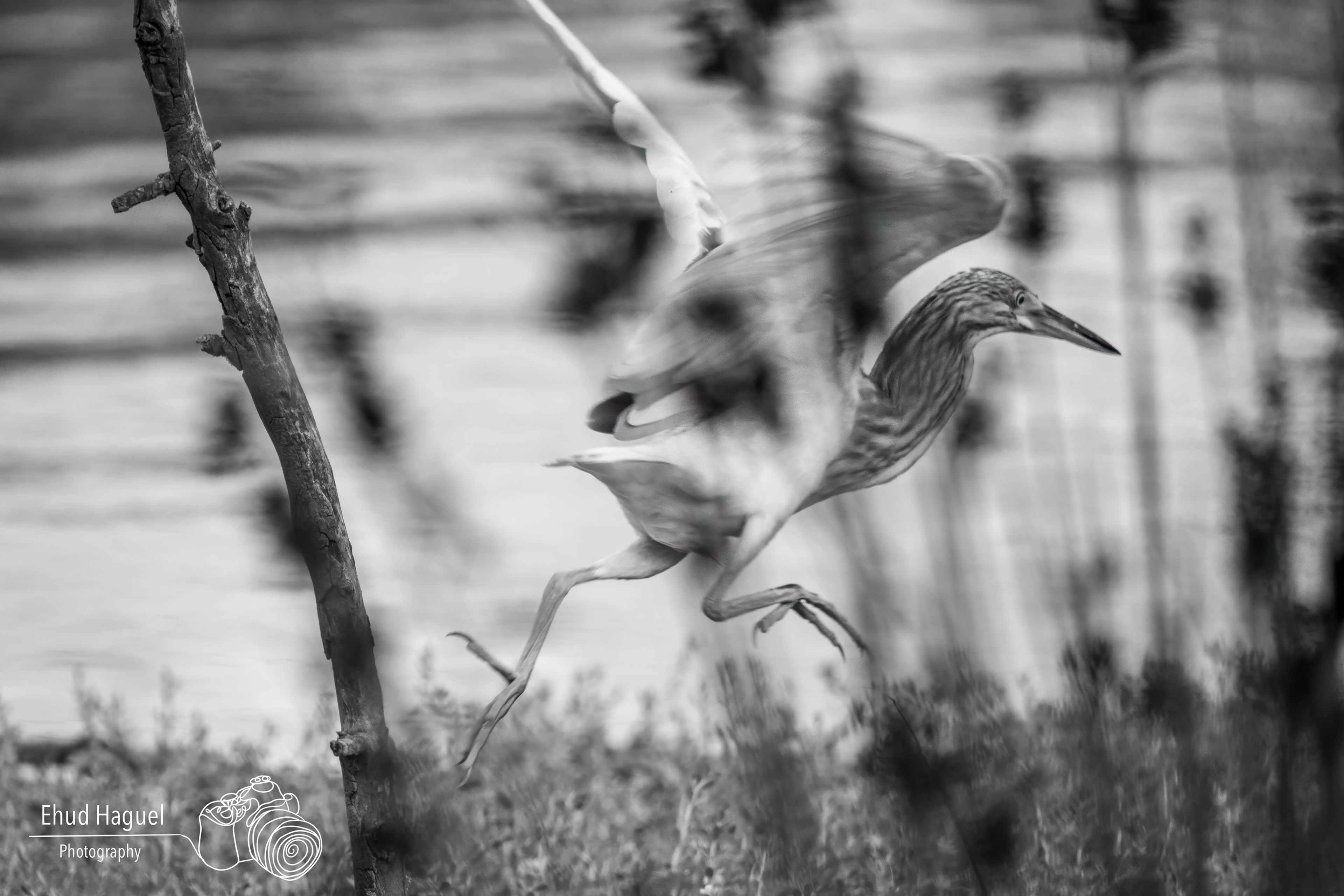 Herons in flight with motion blur, panning photography Israel