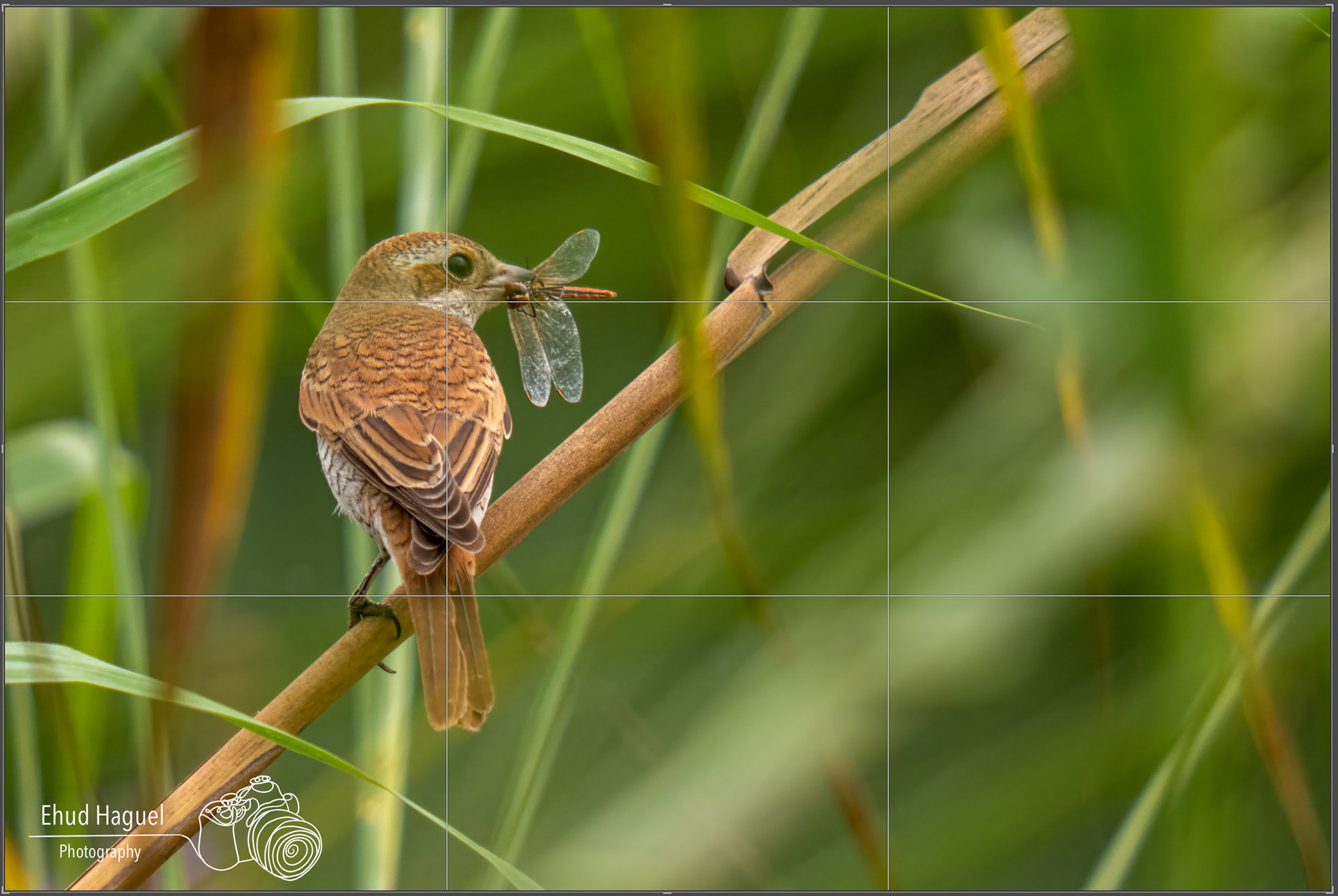 Masked shrike with dragonfly prey perched on reed, composition photography Israel