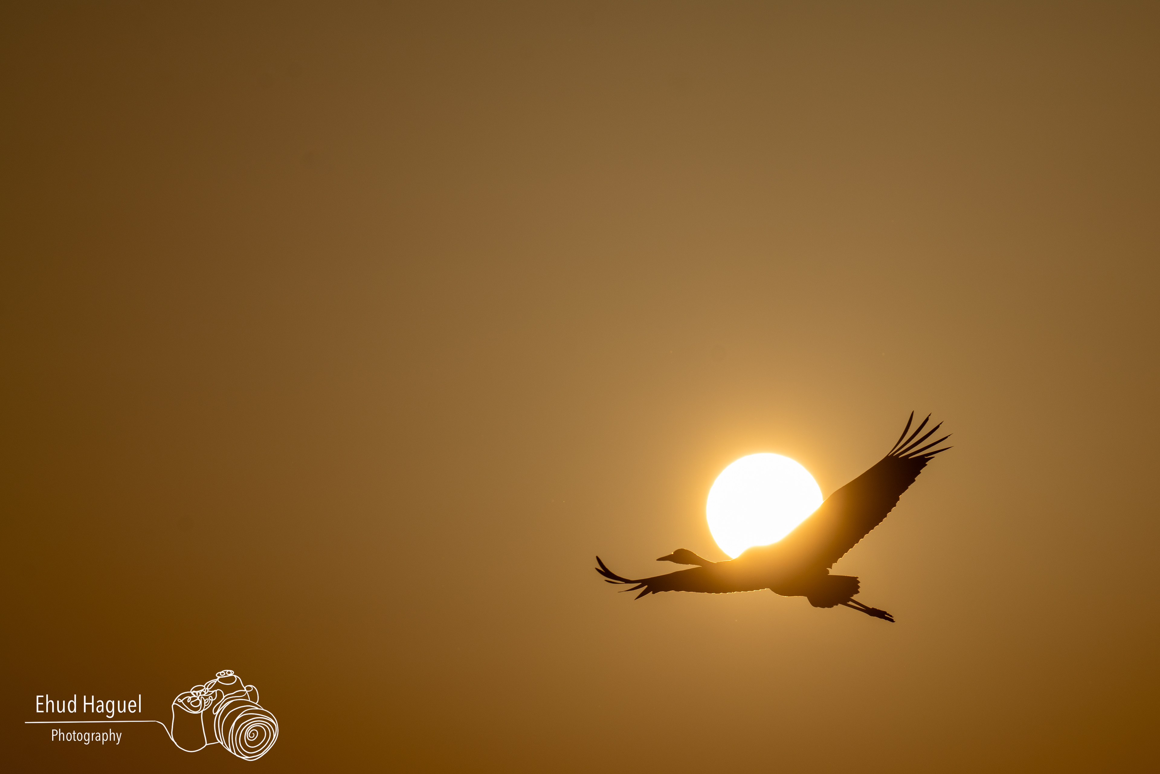 Common crane silhouette flying in front of setting sun, sunset photography Israel