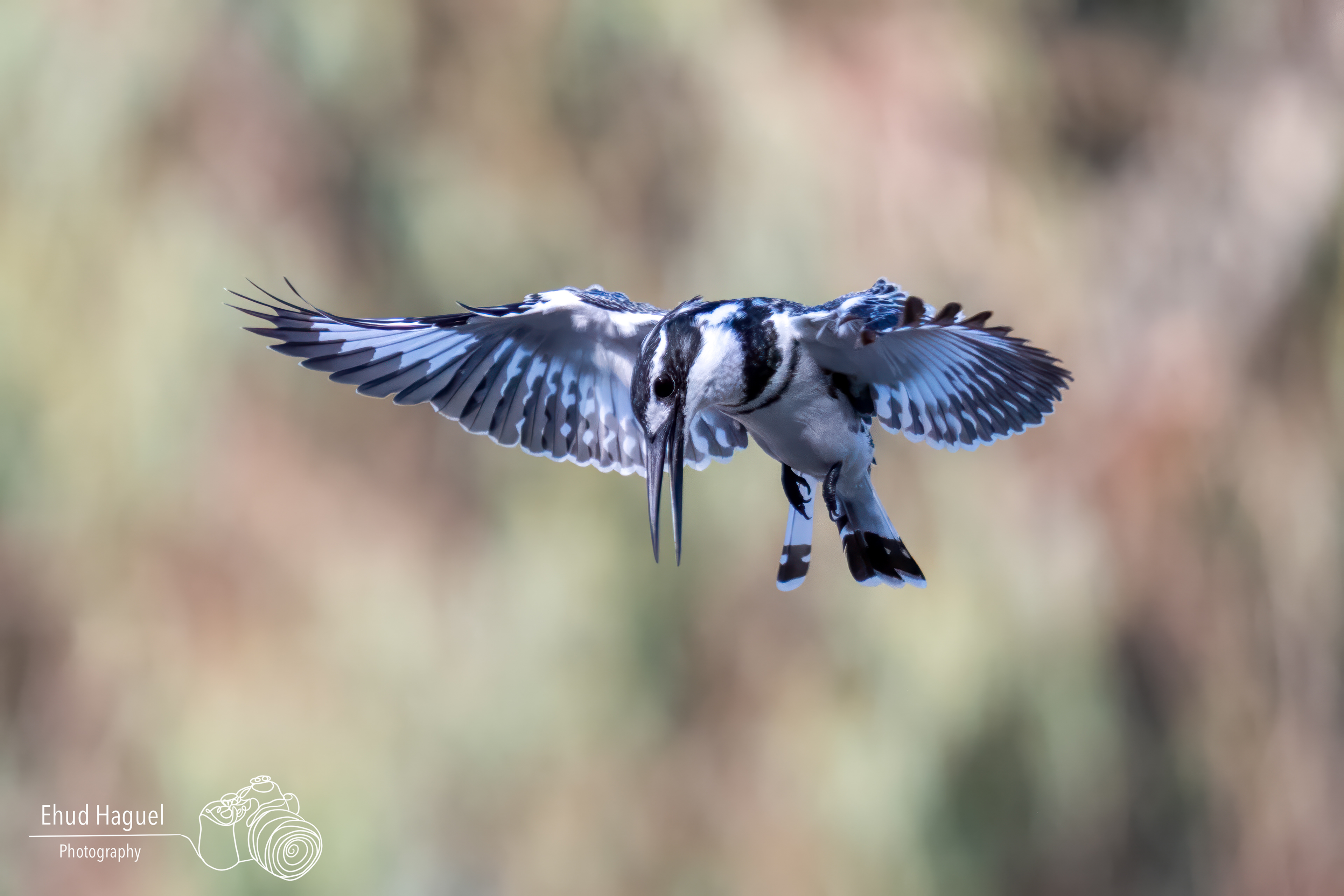 ied kingfisher hovering in flight, bird photography Israel