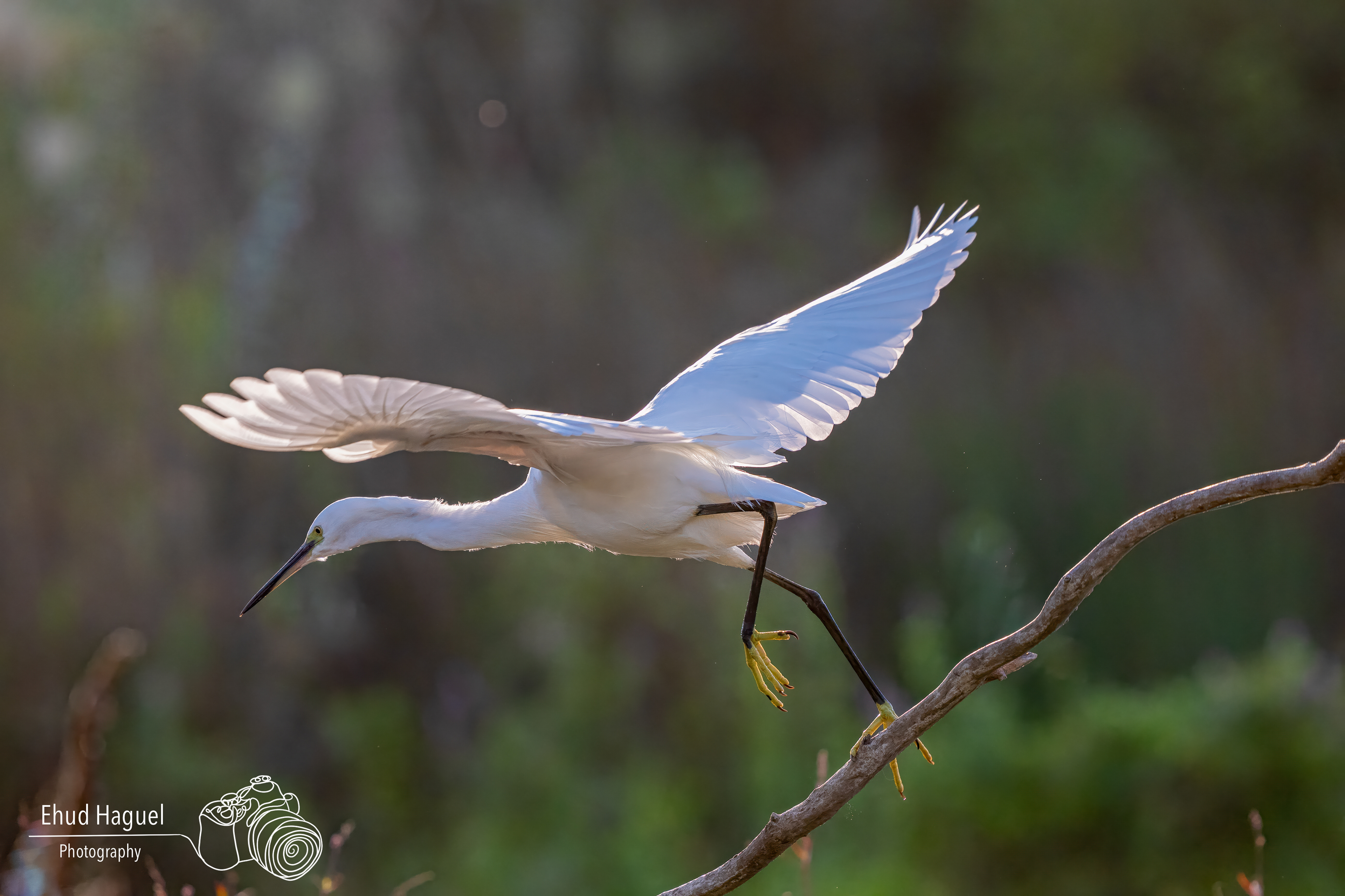 Little egret taking off over water, bird photography Israel