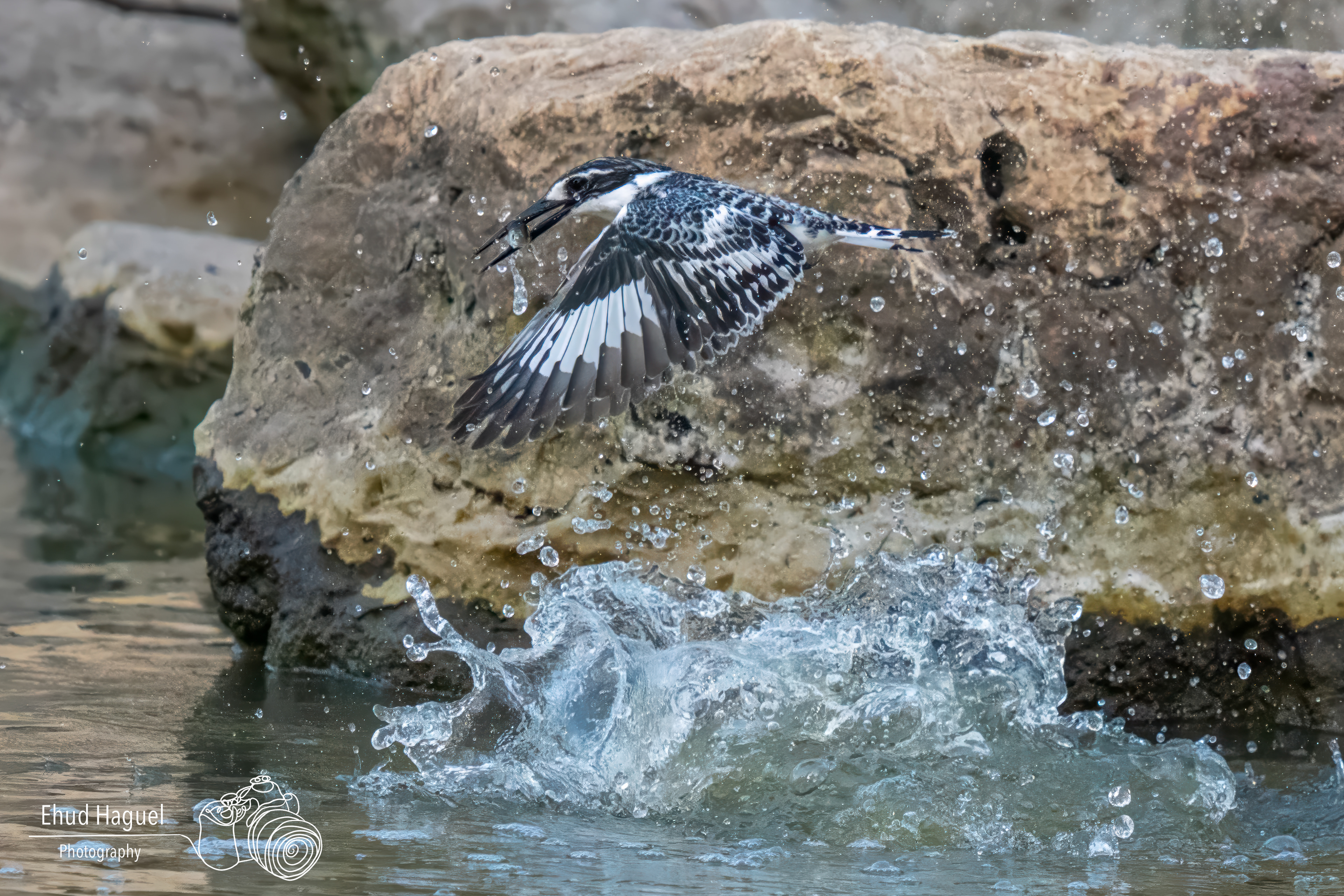 Pied kingfisher emerging from water with fish, bird photography Israel