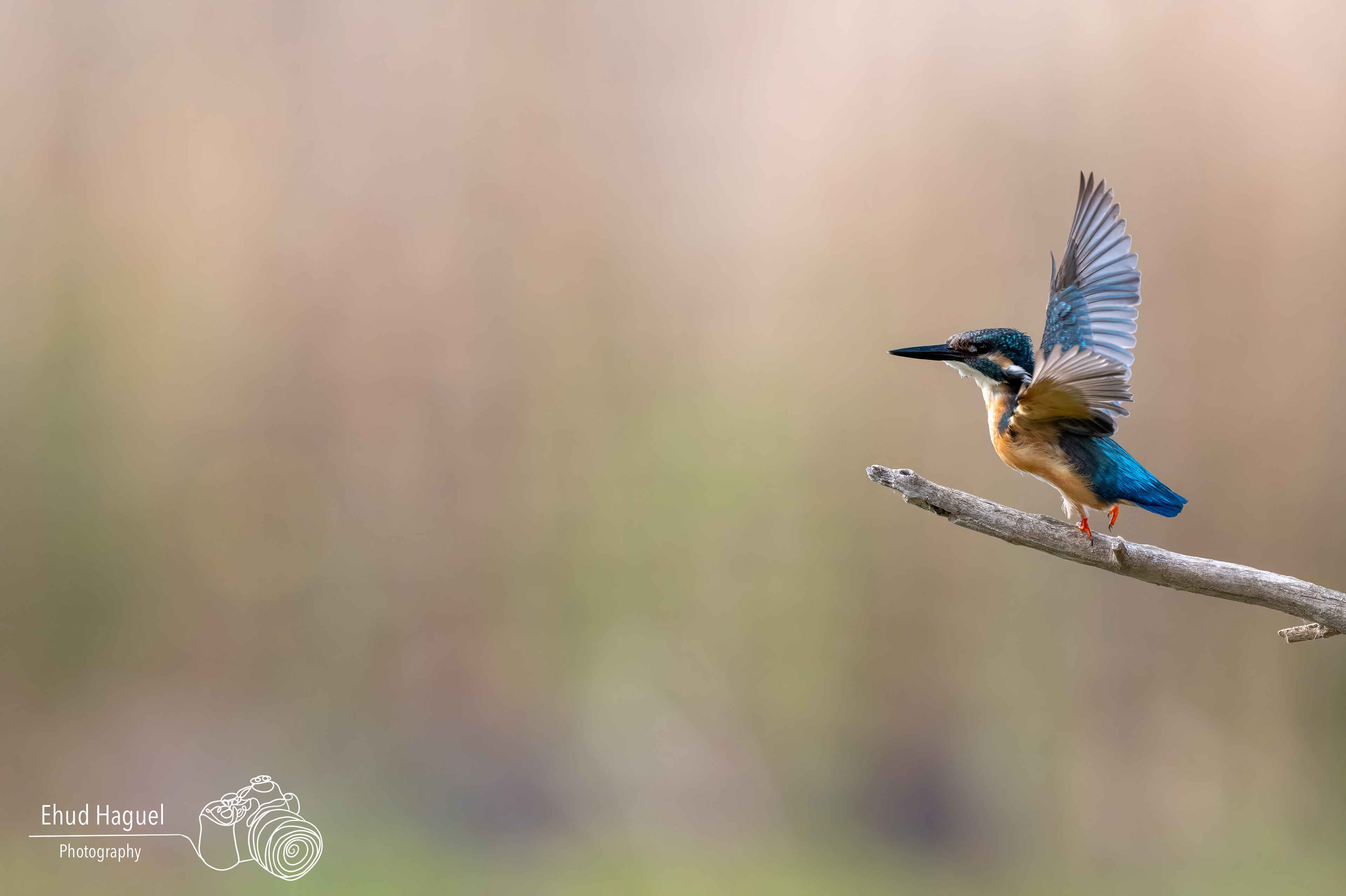Common kingfisher taking off from branch, bird photography Israel