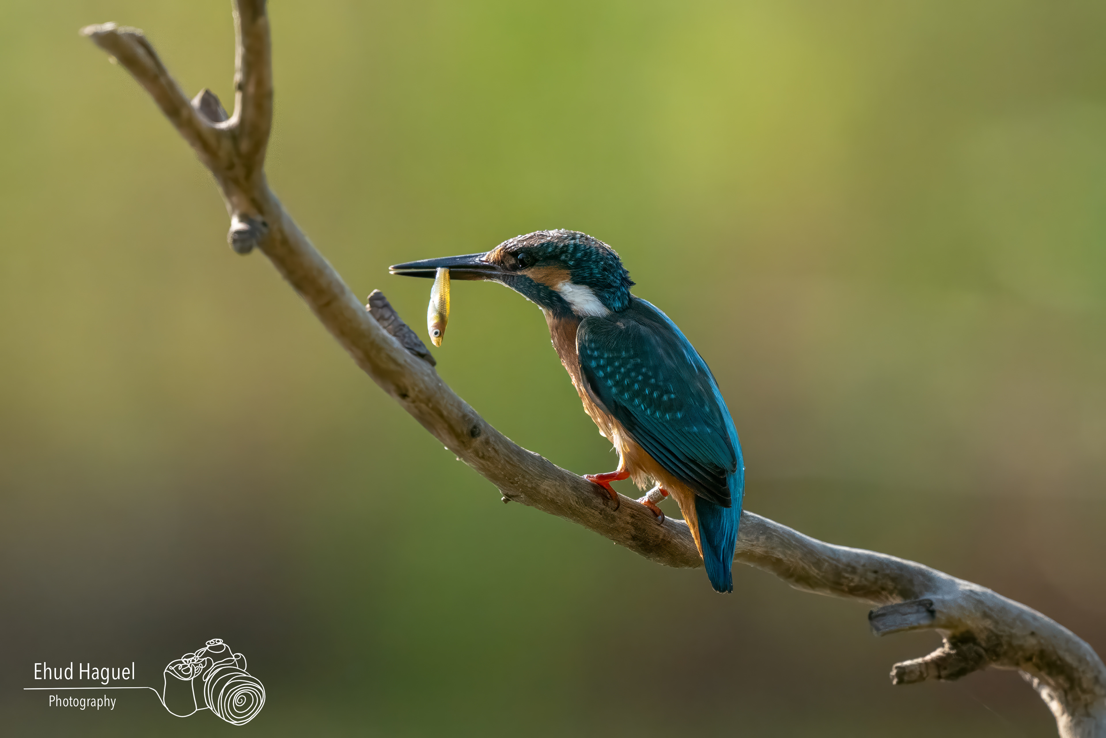 Common kingfisher with fish prey perched on branch, bird photography Israel