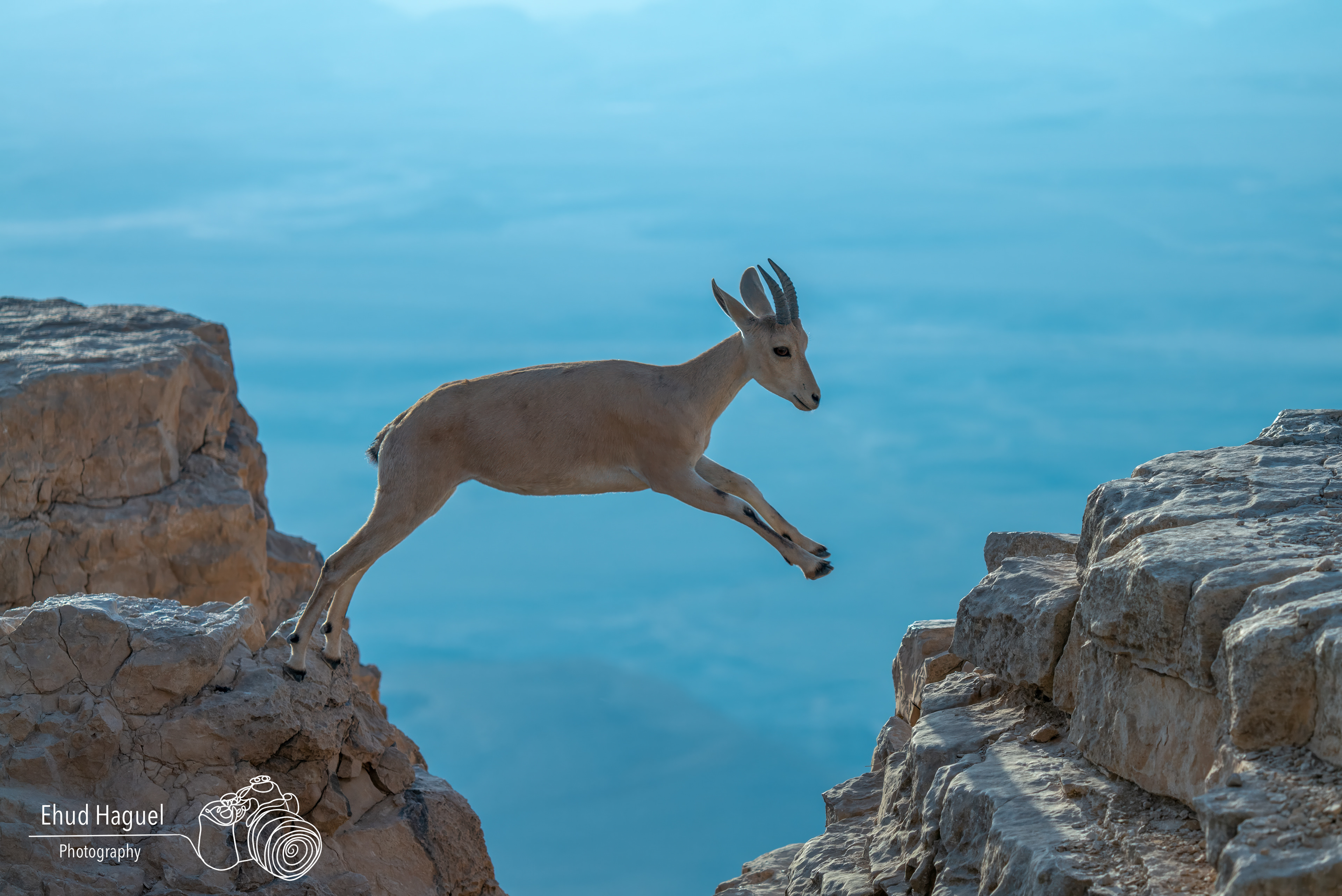 Nubian ibex leaping between rocks, wildlife photography Mitzpe Ramon Israel