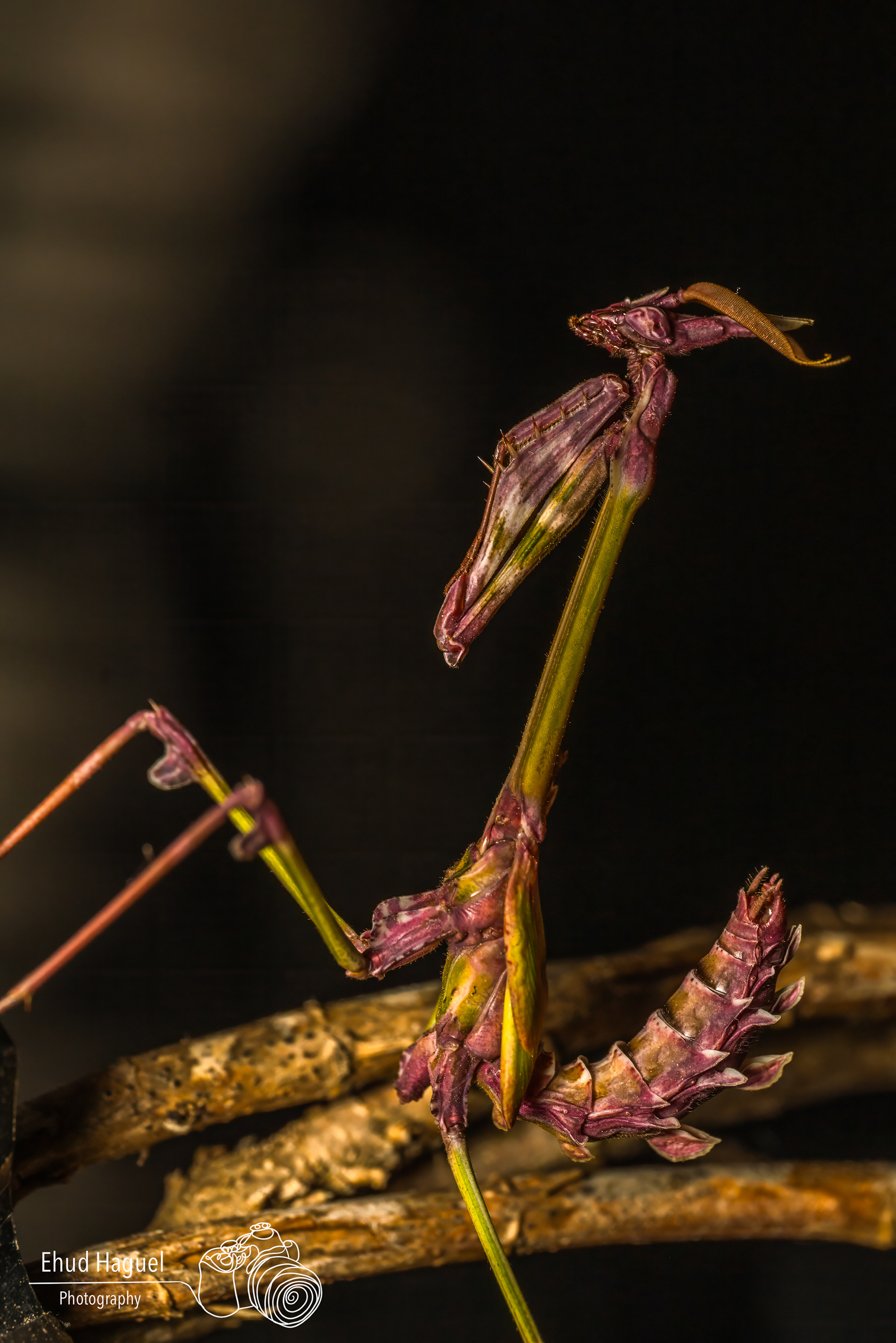 Praying mantis close-up on branch, macro photography Israel