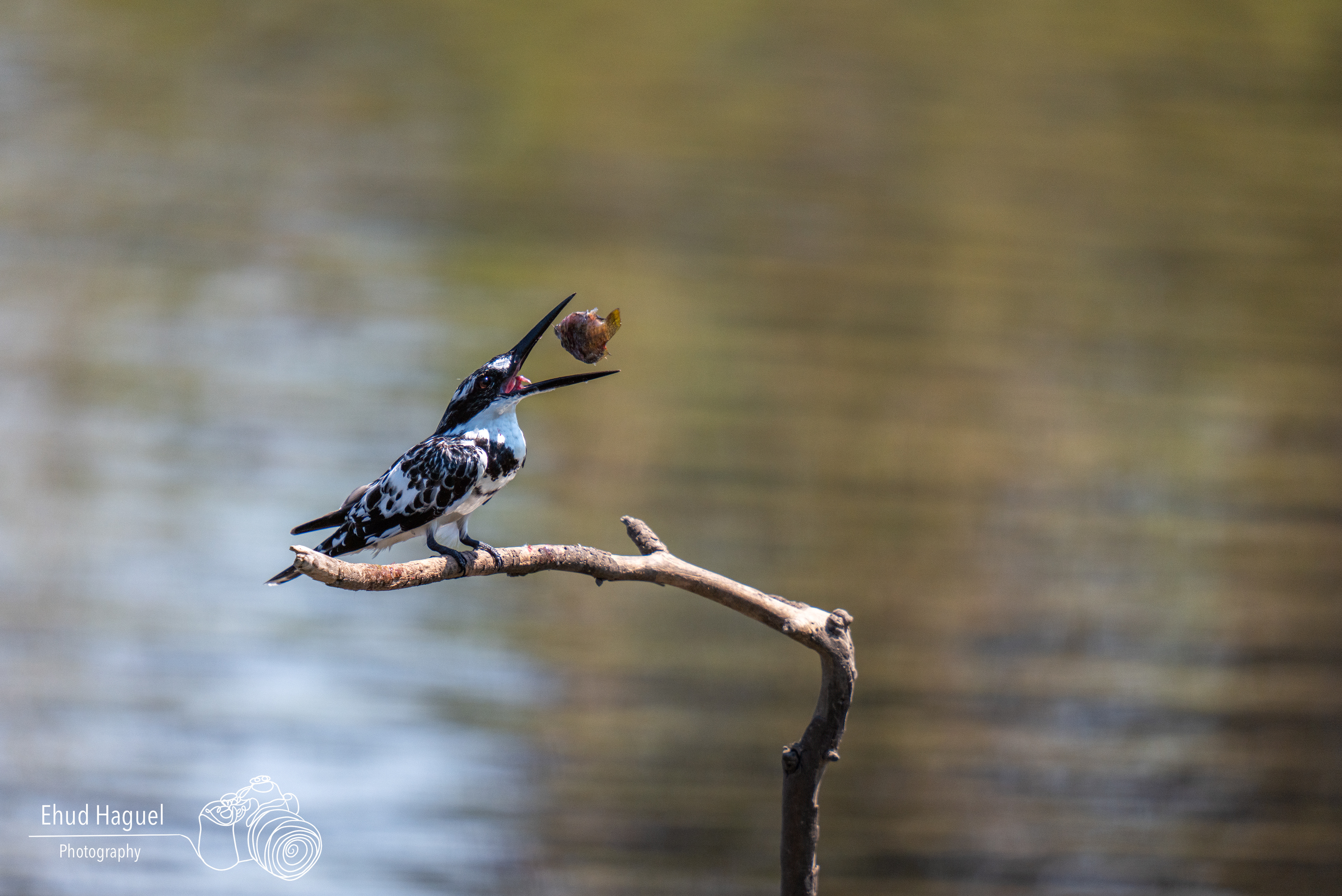 Pied kingfisher with prey on branch, bird photography Israel