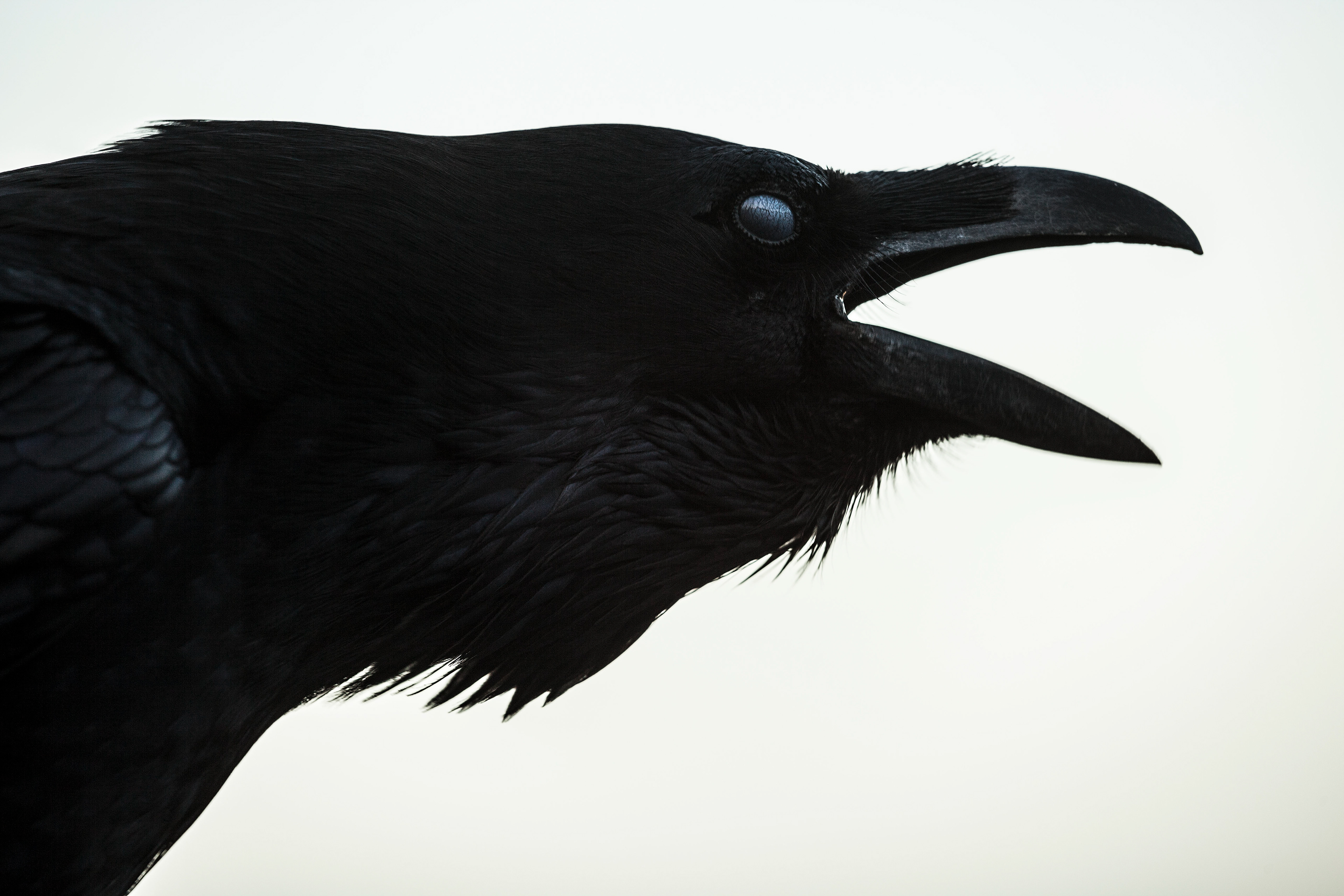 Raven © Christian Vagt