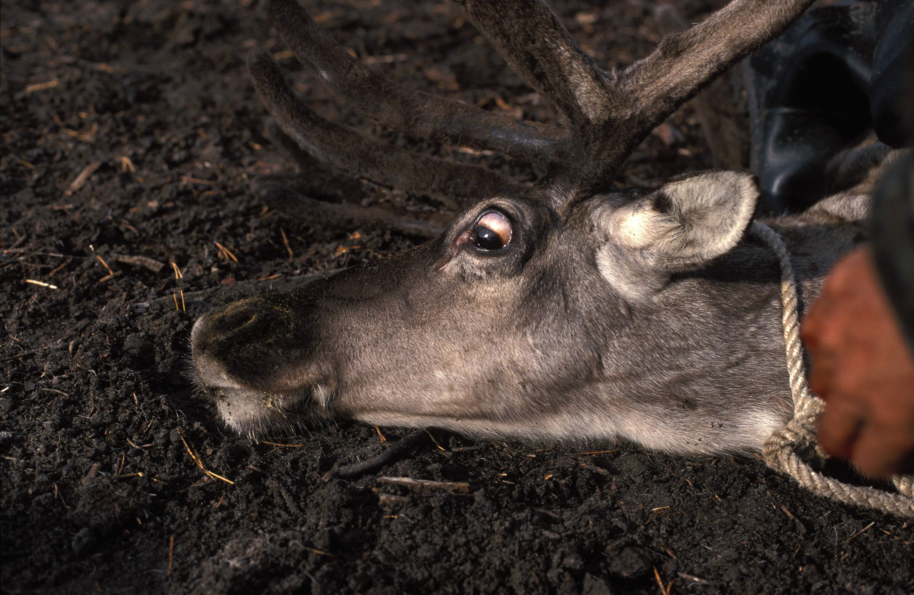 Siberia © Christian Vagt