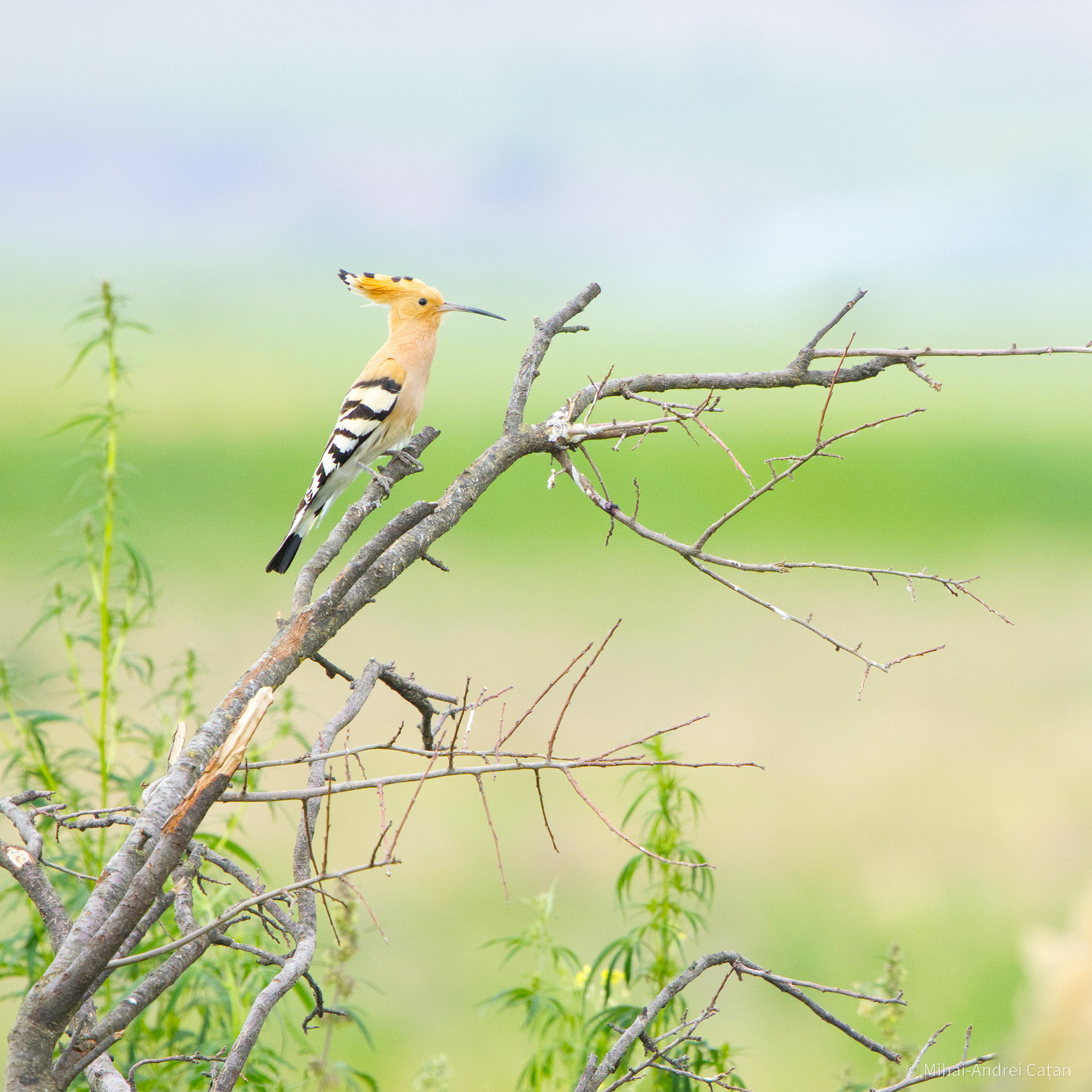 Eurasian hoopoe