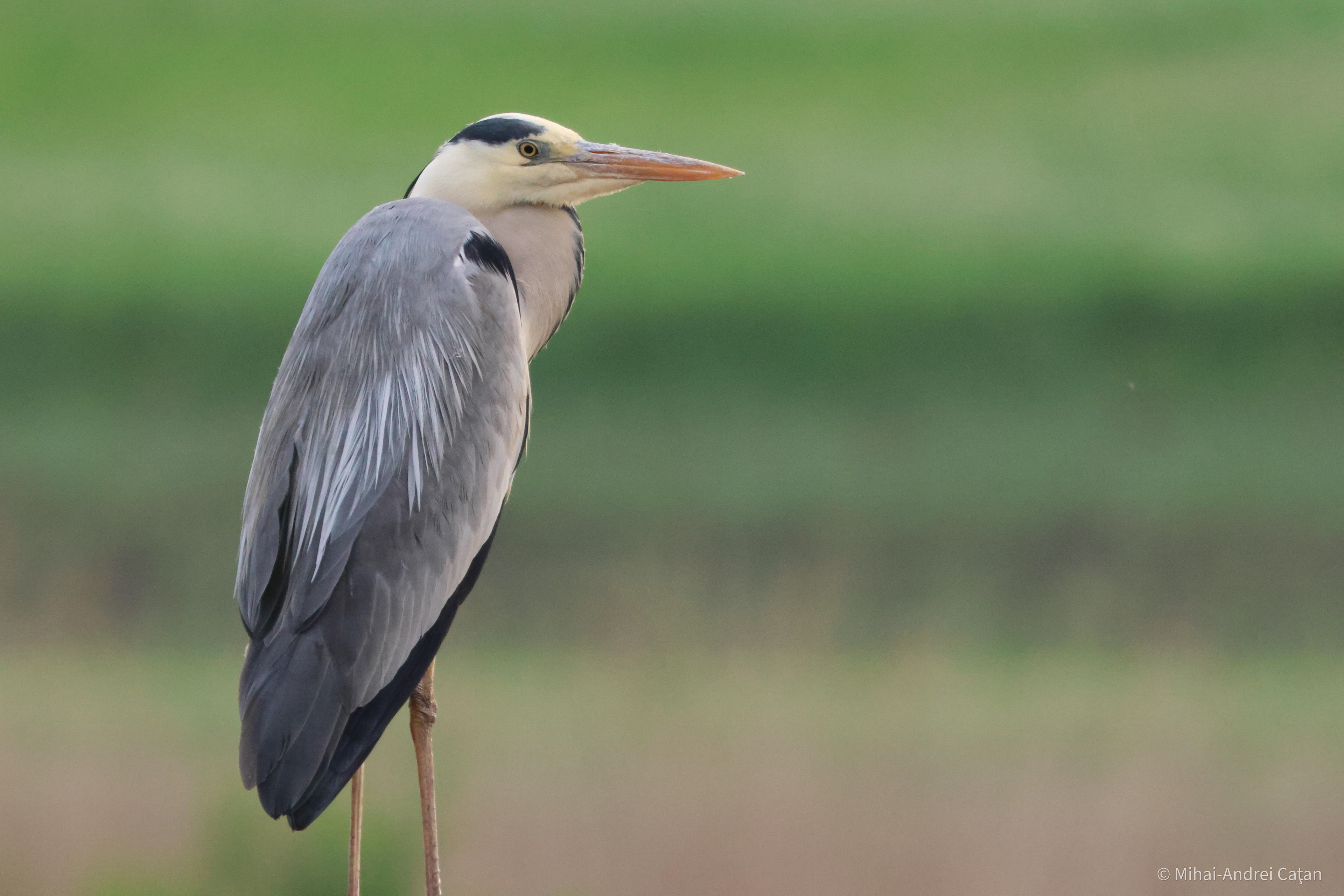 Grey heron 2023