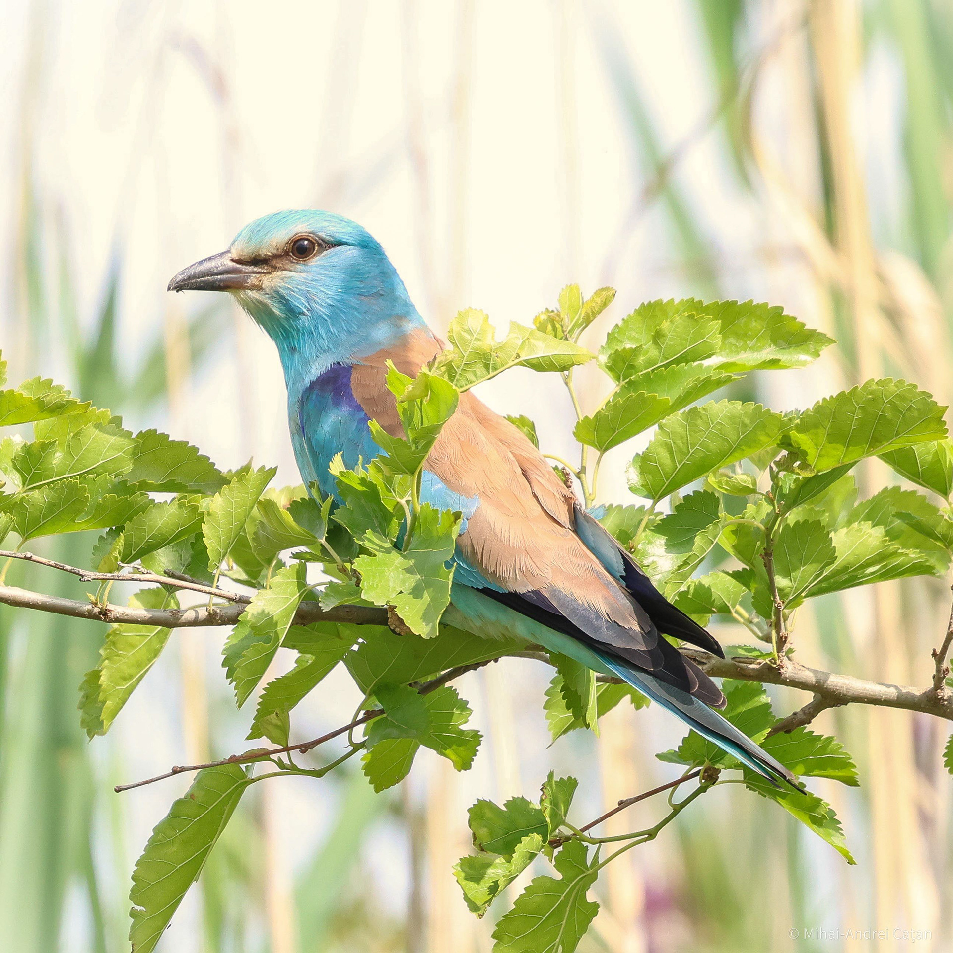 European roller 2023