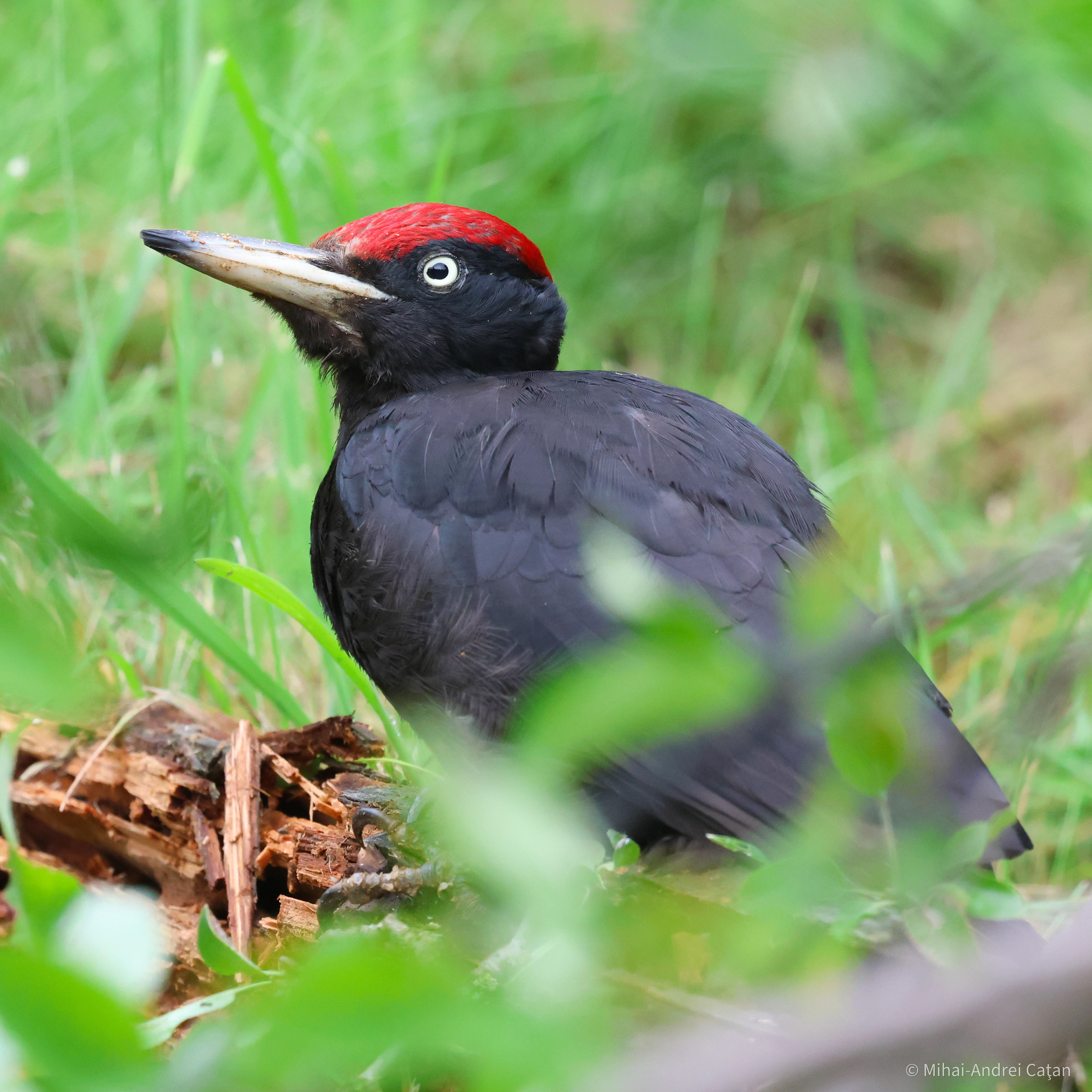Black woodpecker 2024