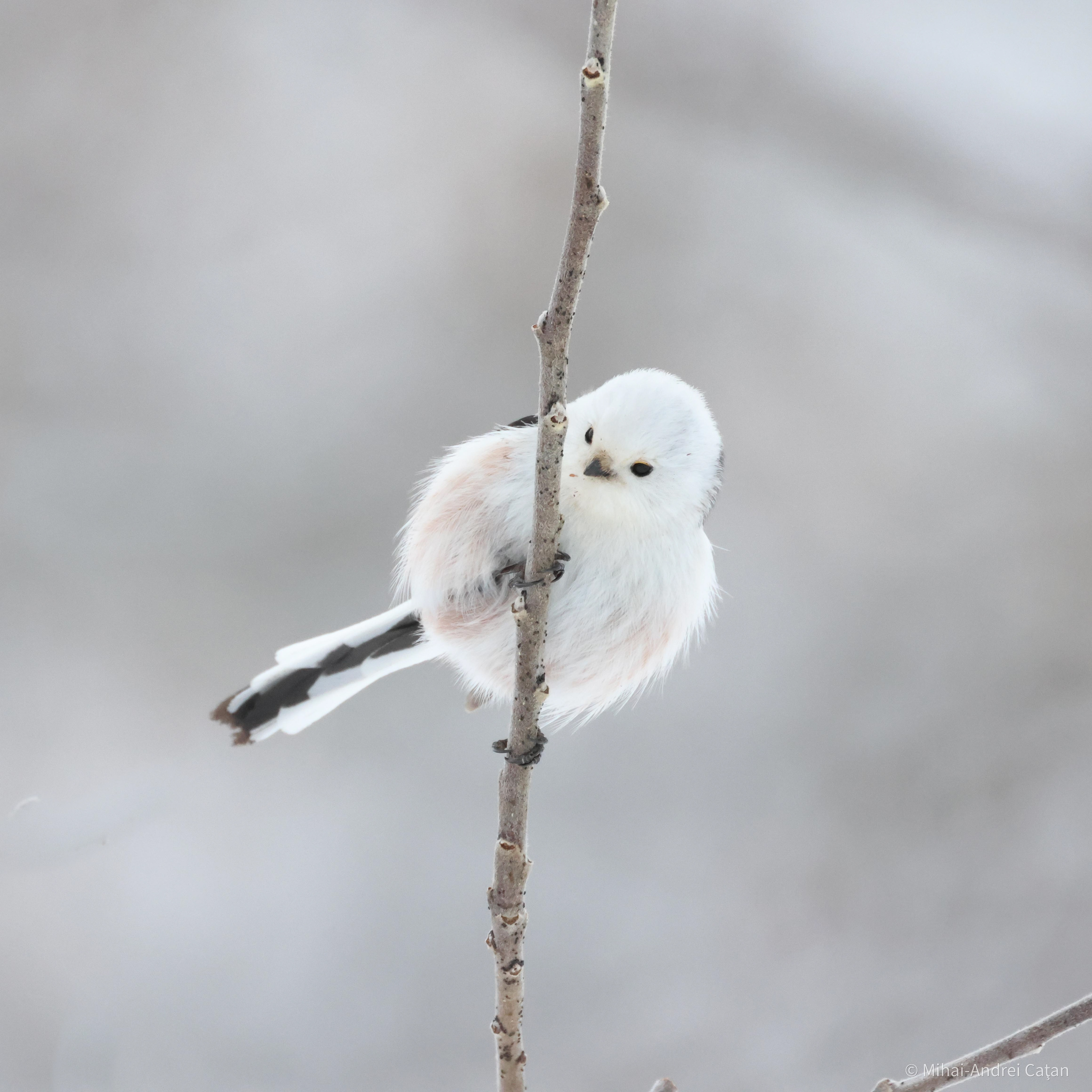 Long tailed tit 2022