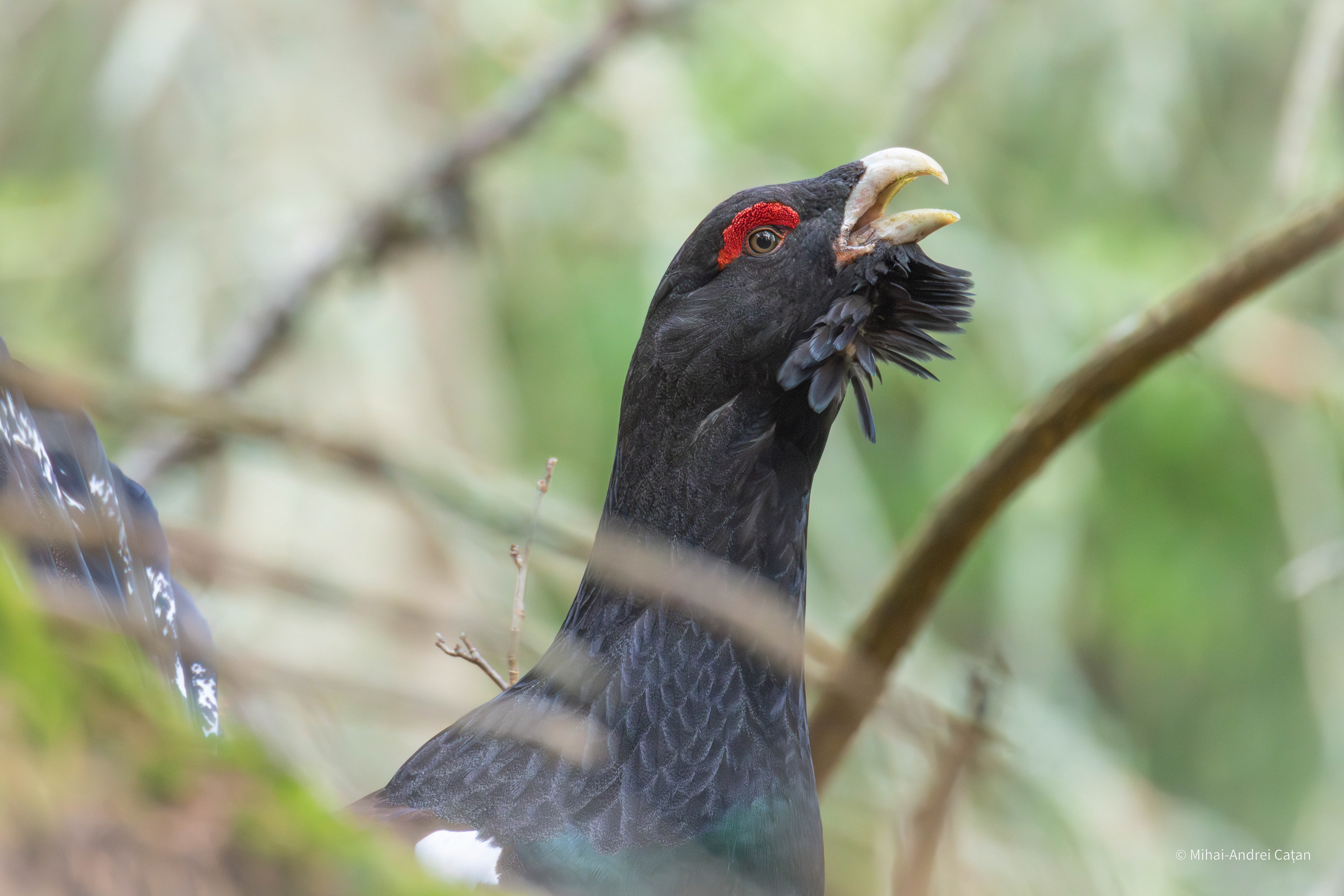 Western capercaillie