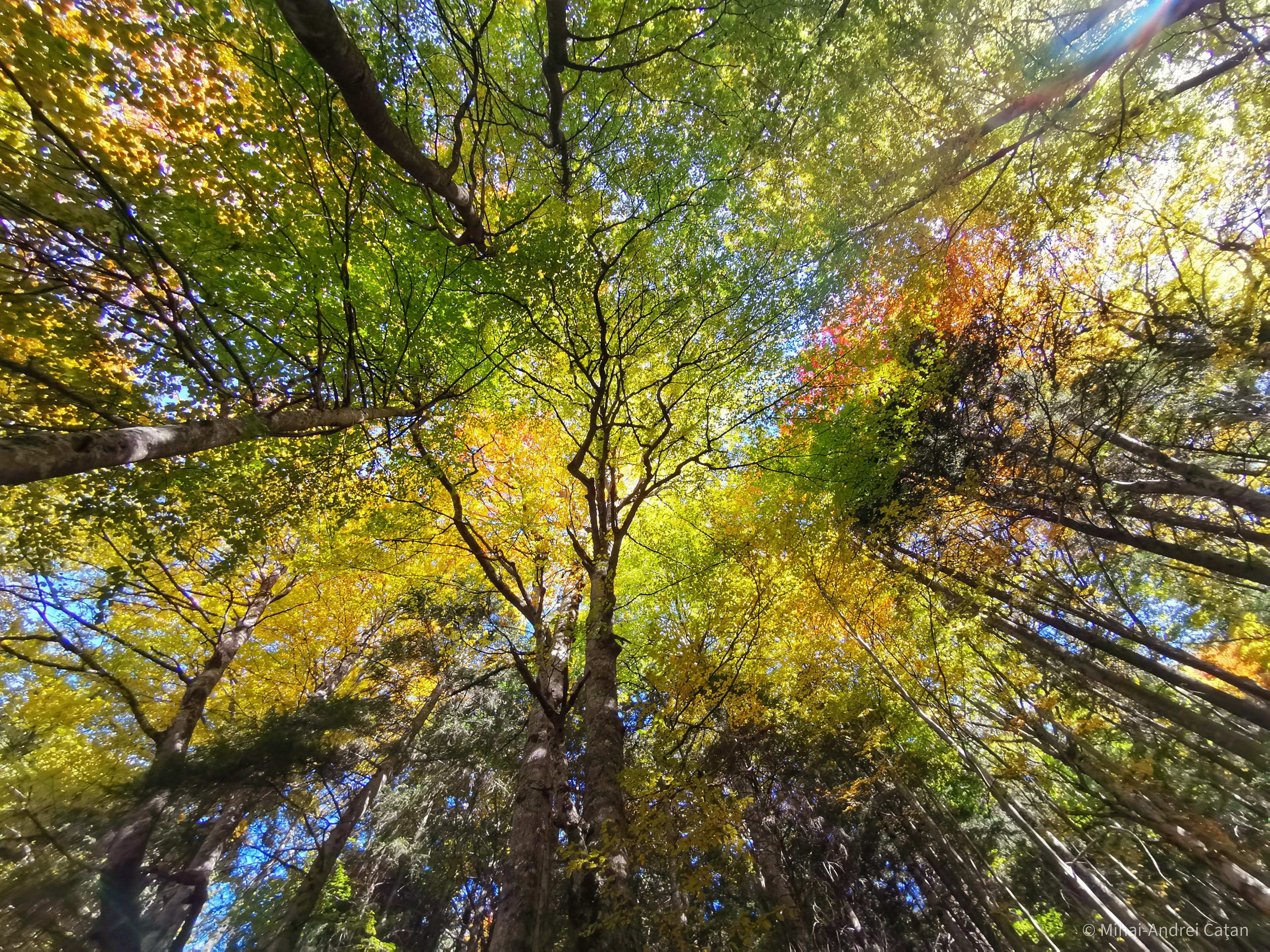 Piatra Craiului mountains 2020 (by phone)