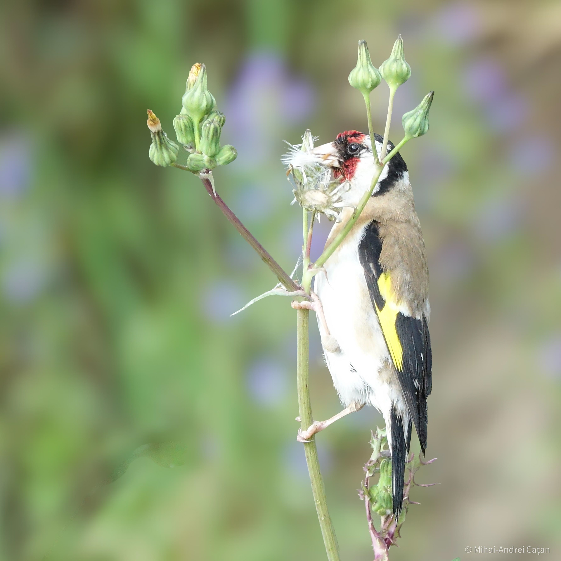 European goldfinch 2021