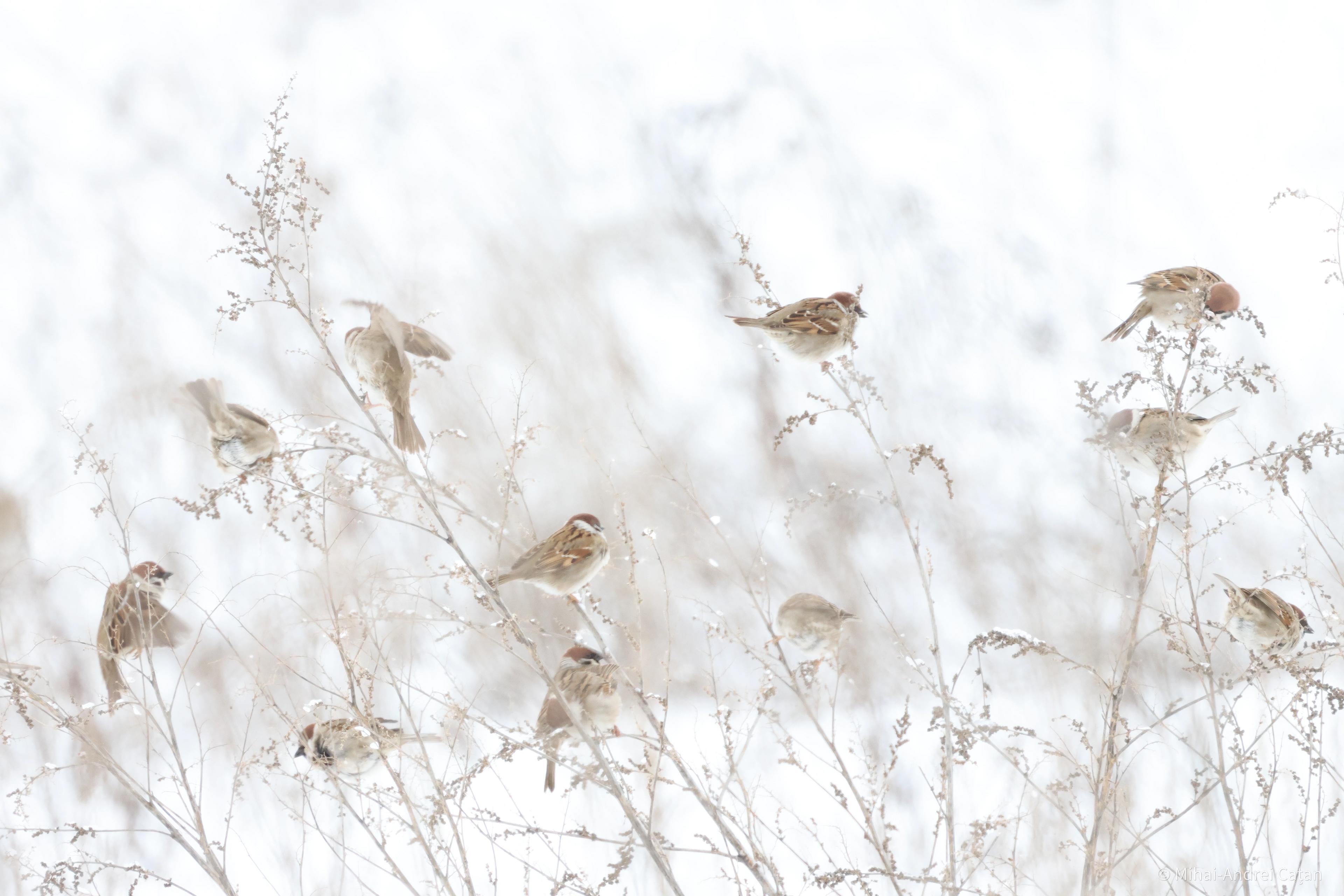 Eurasian tree sparrow 2023