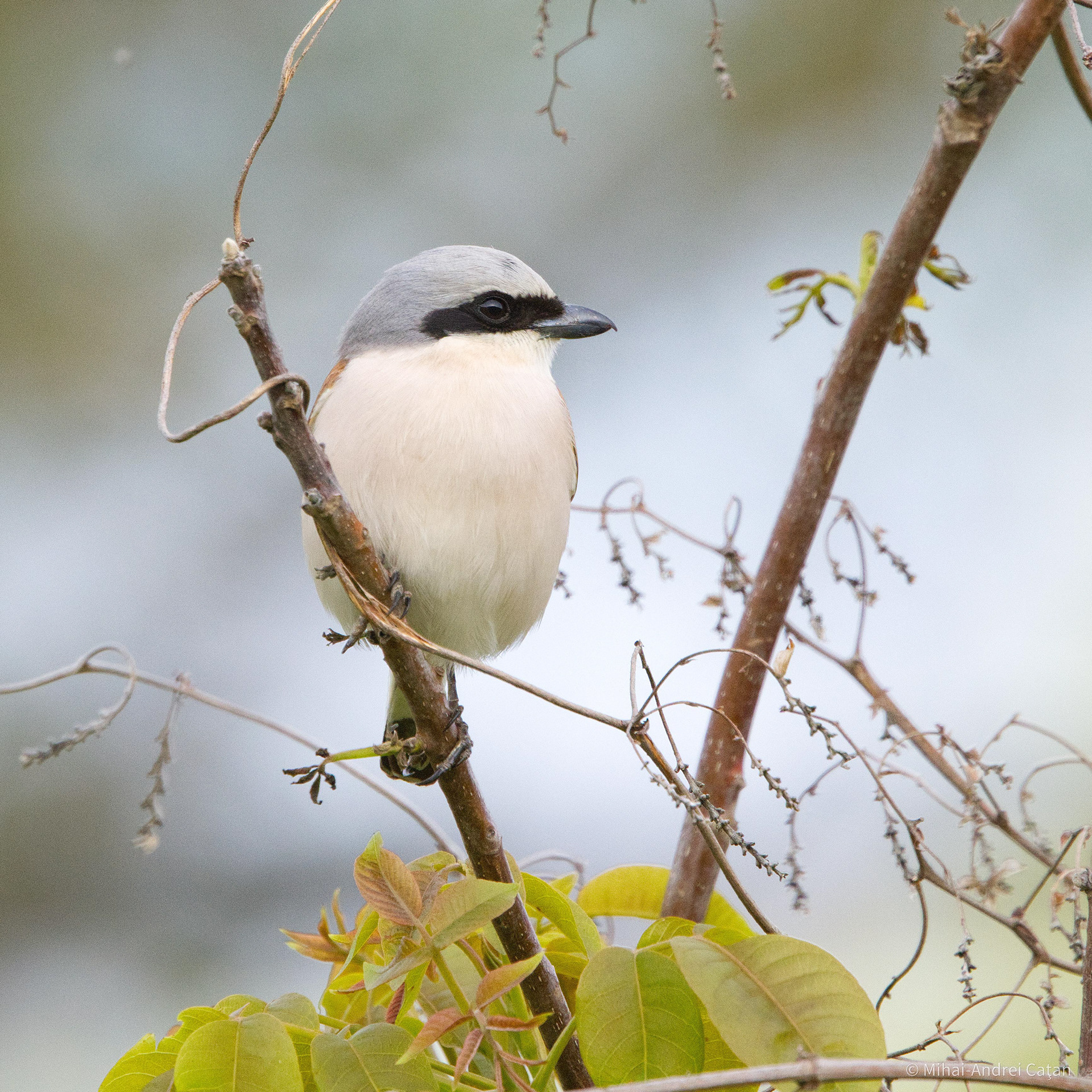 Red-backed shrike 2023