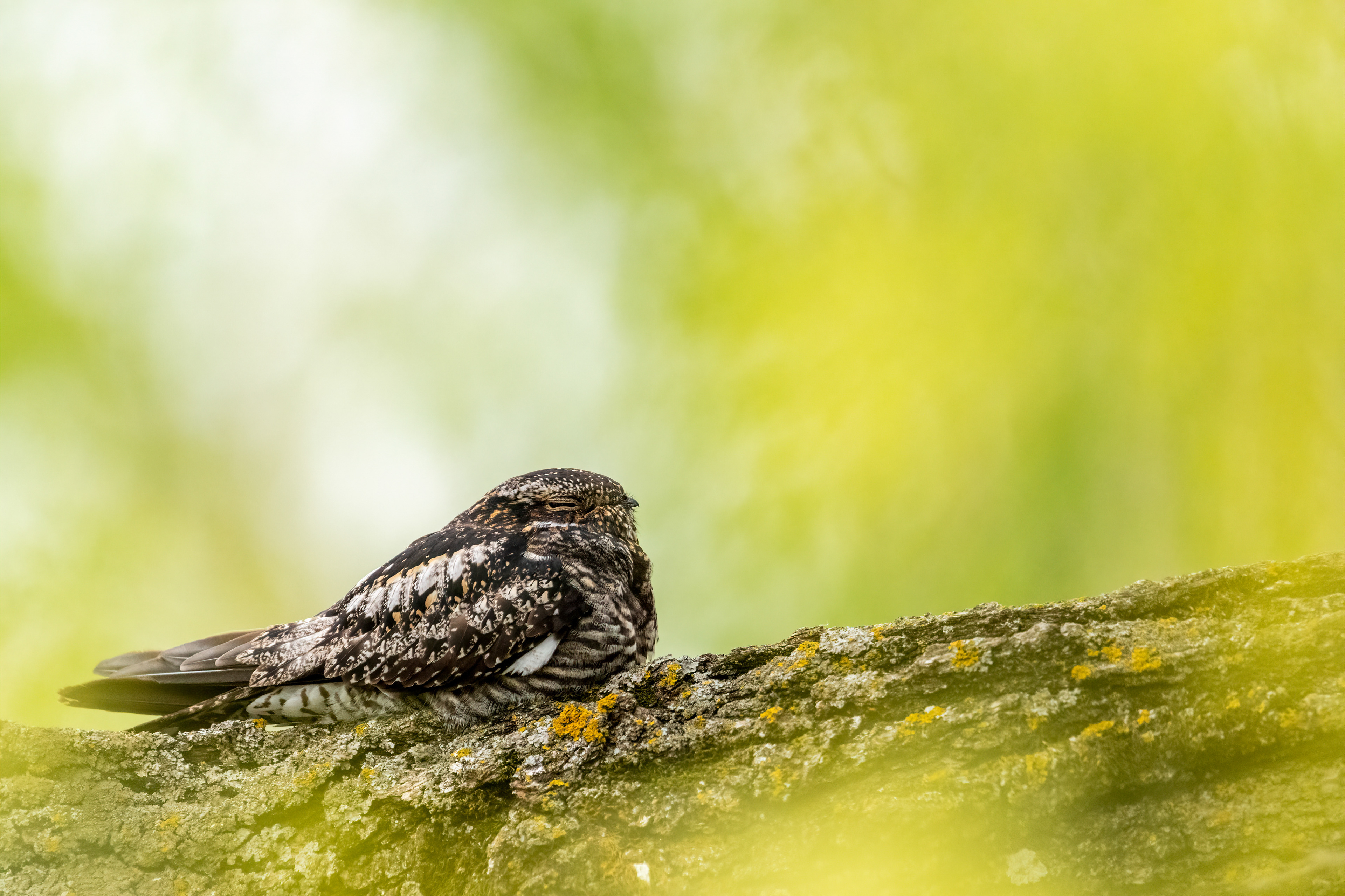 Common Nighthawk