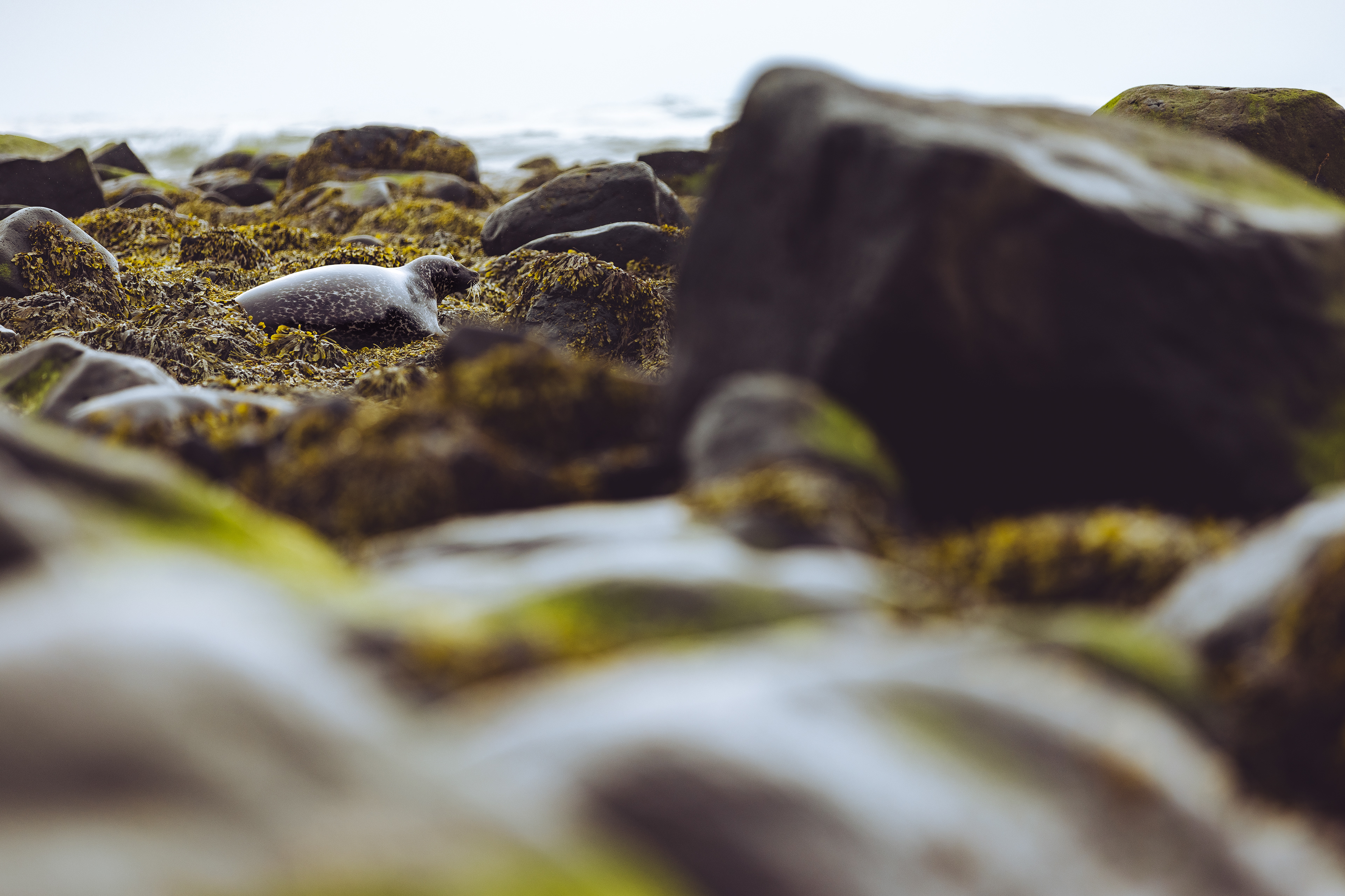Harbor Seal