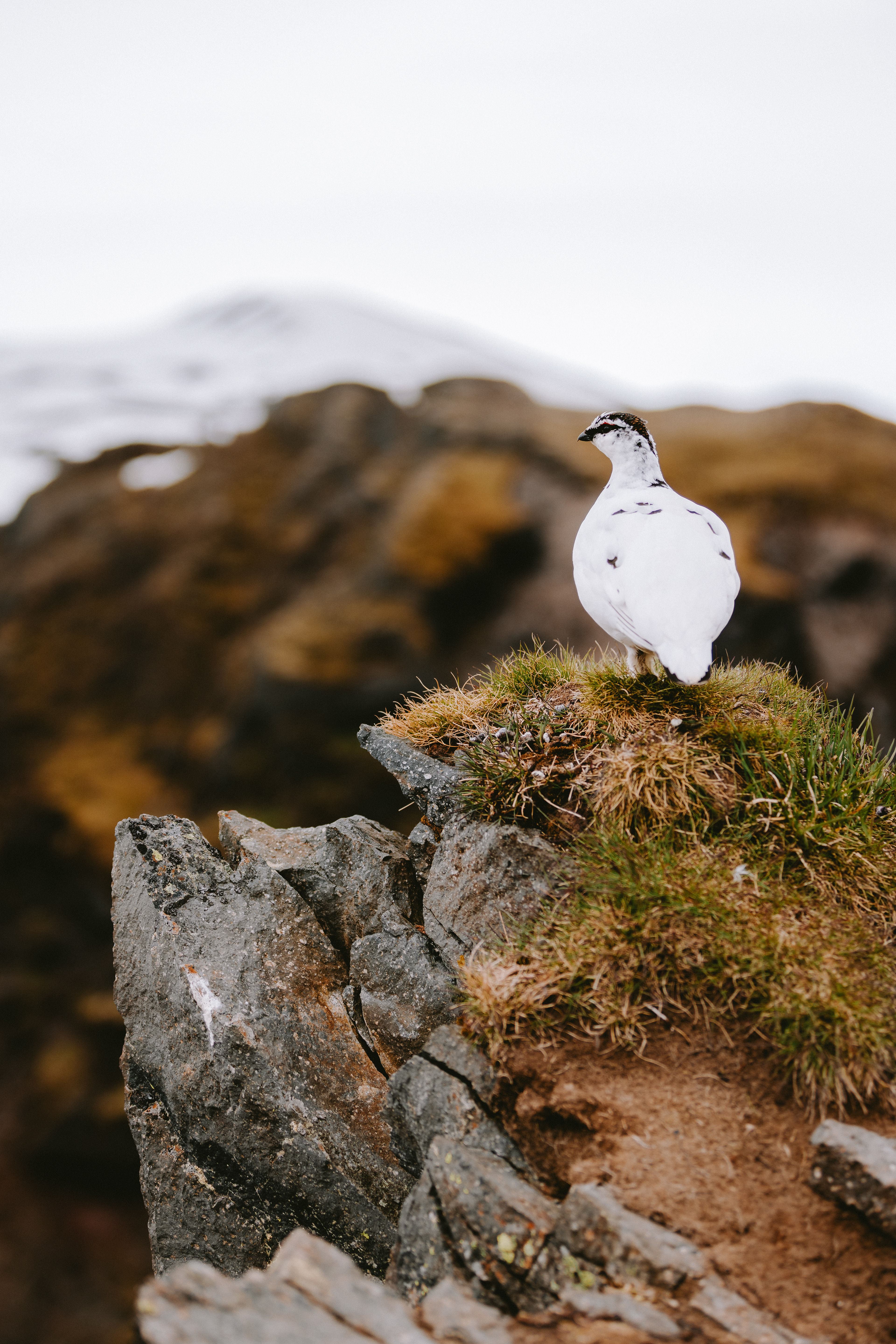 Rock Ptarmigan