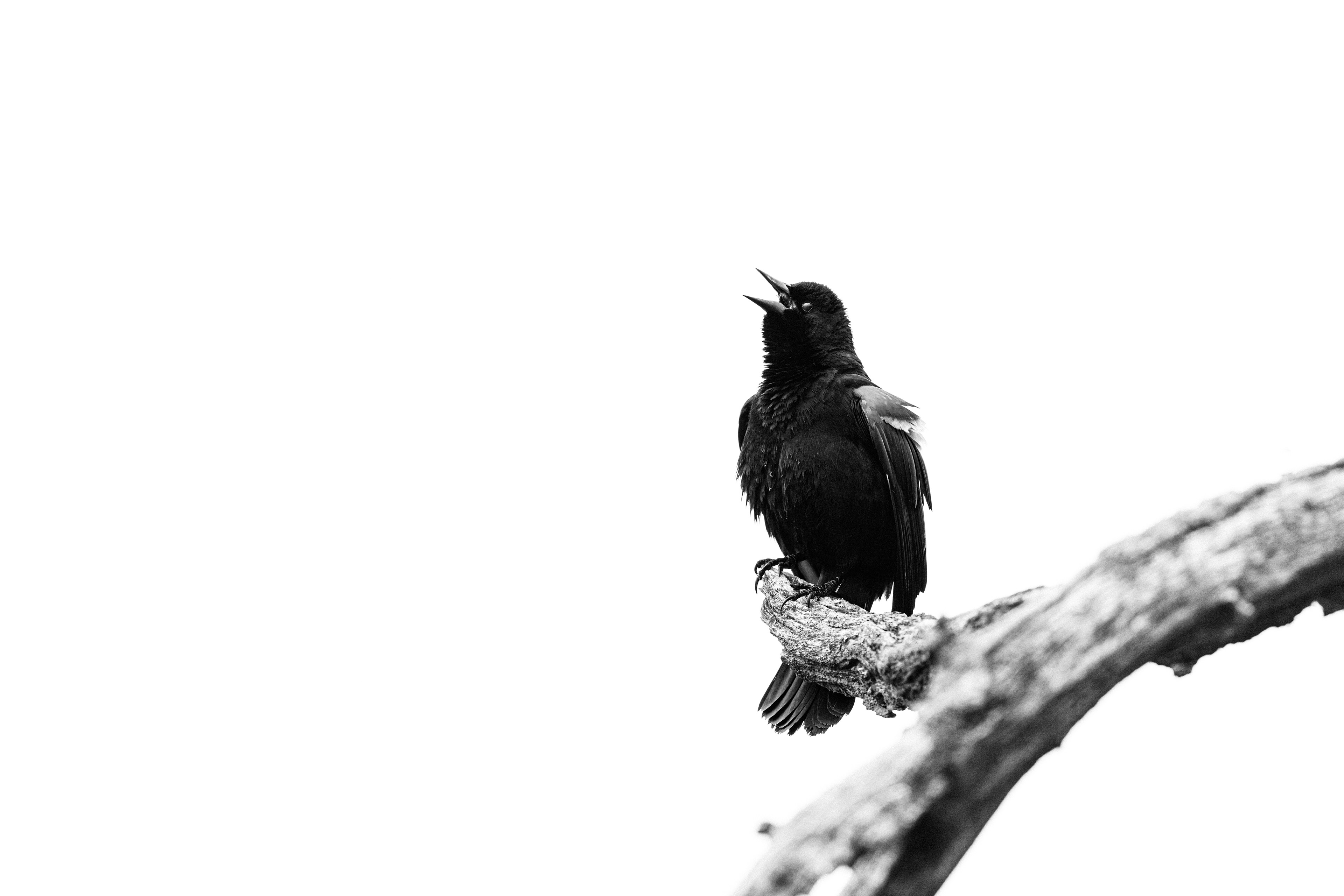Redwing Blackbird