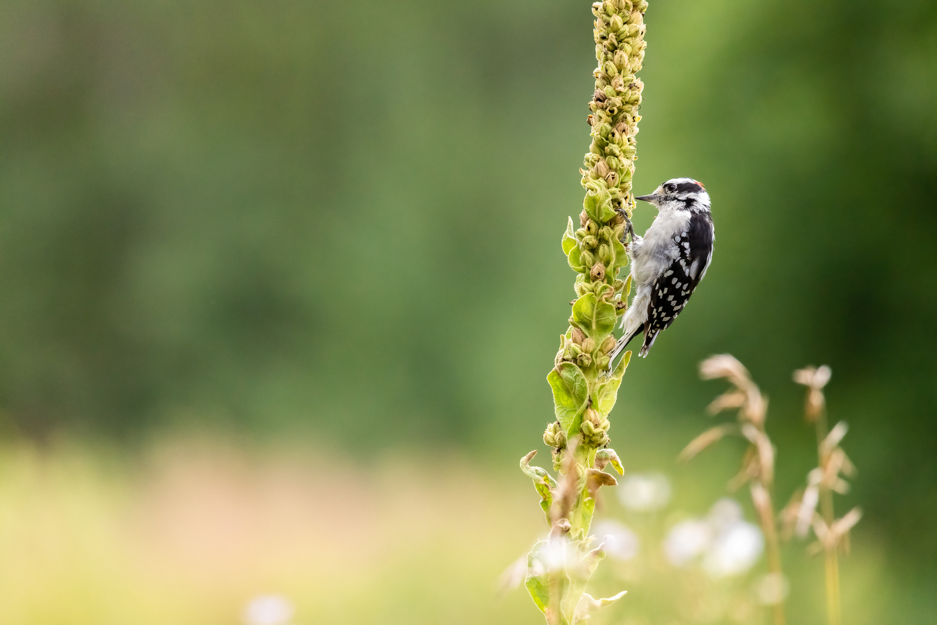 Downy Woodpecker