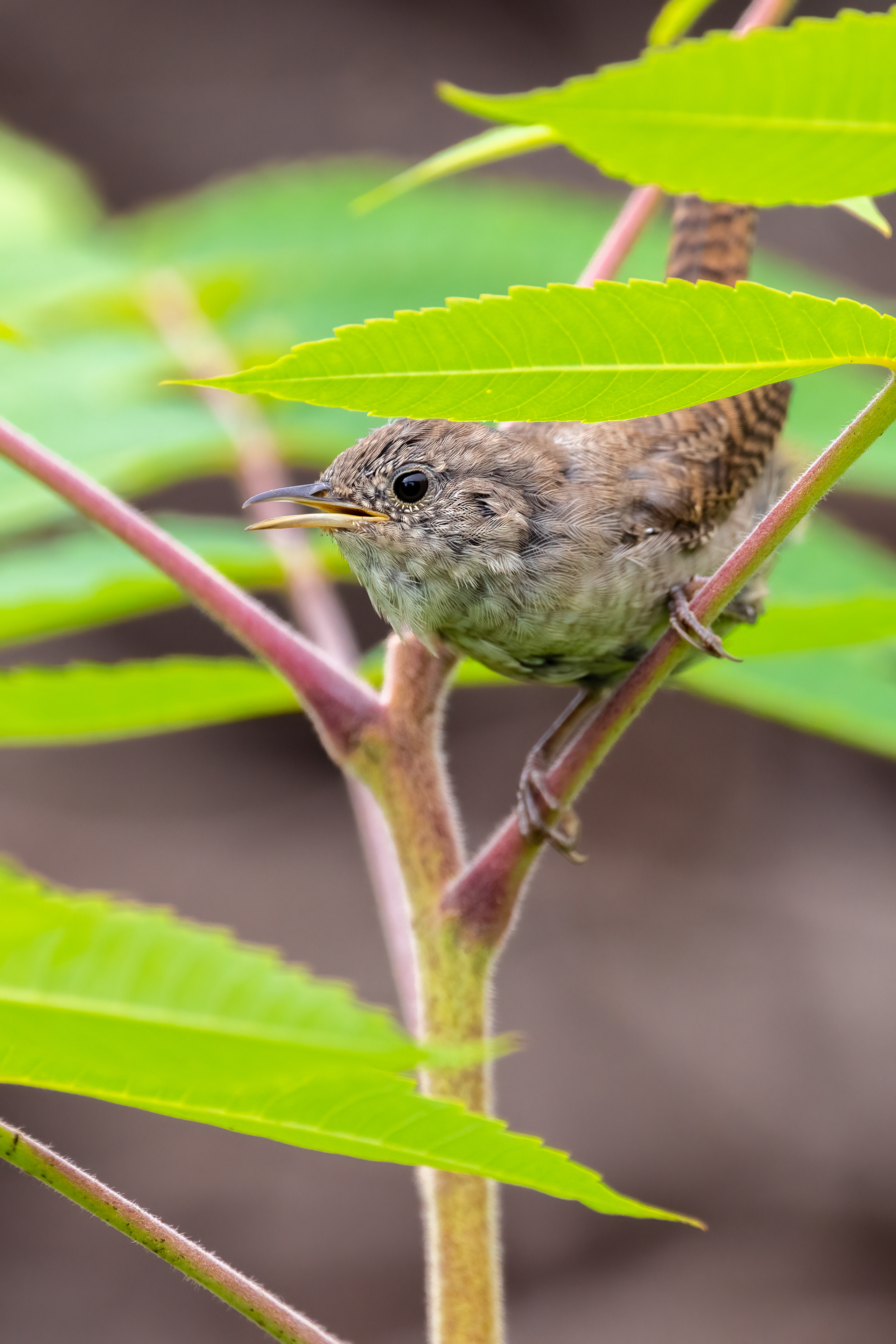House Wren