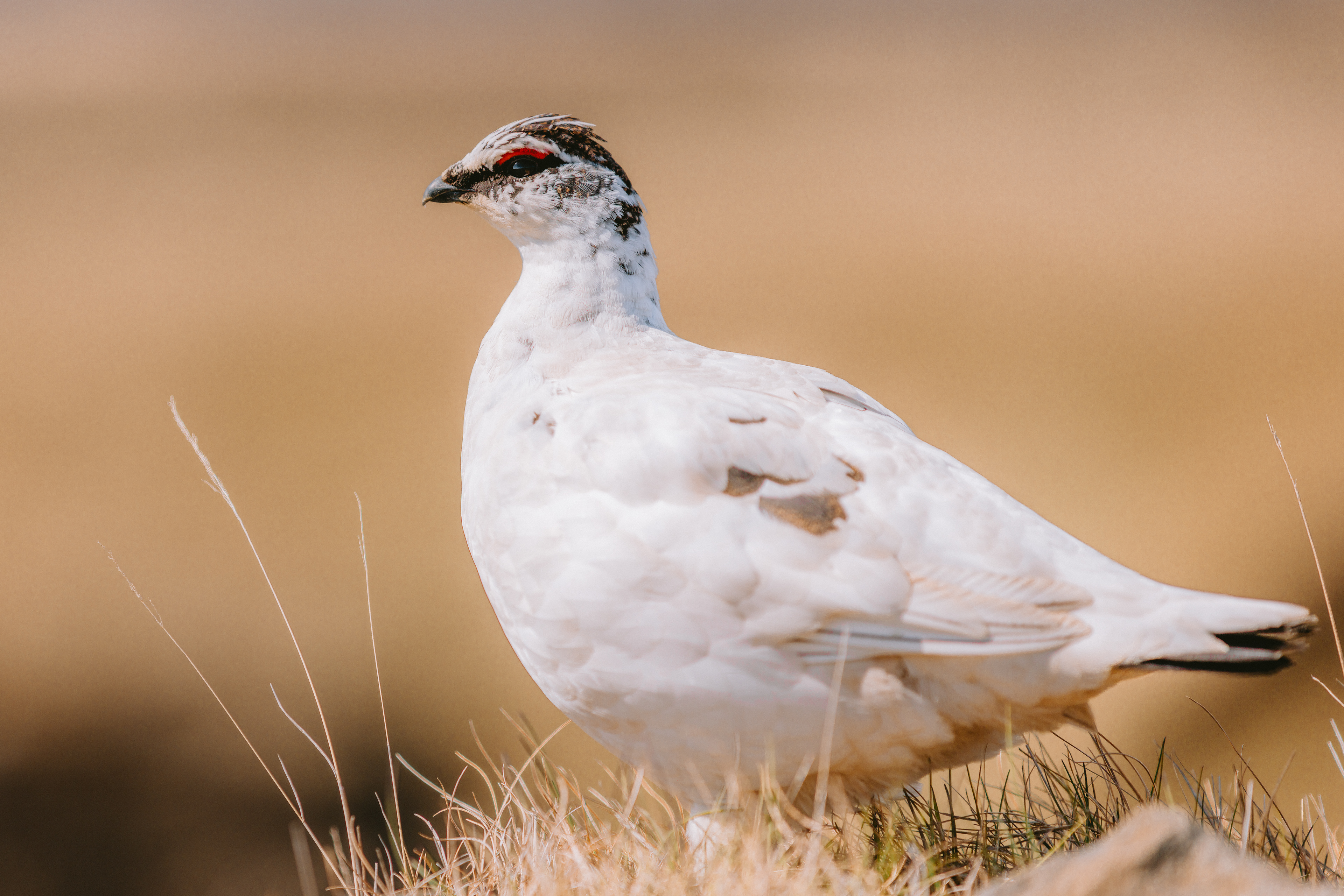 Rock Ptarmigan