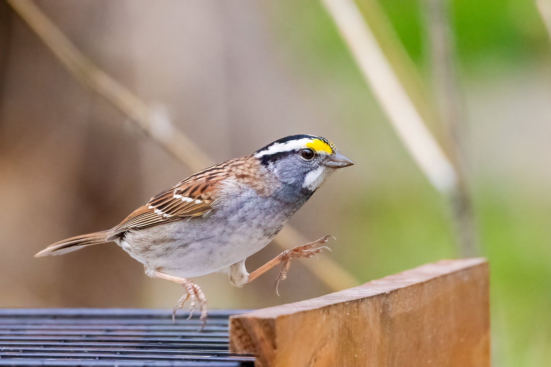 White-throated Sparrow (White-striped)
