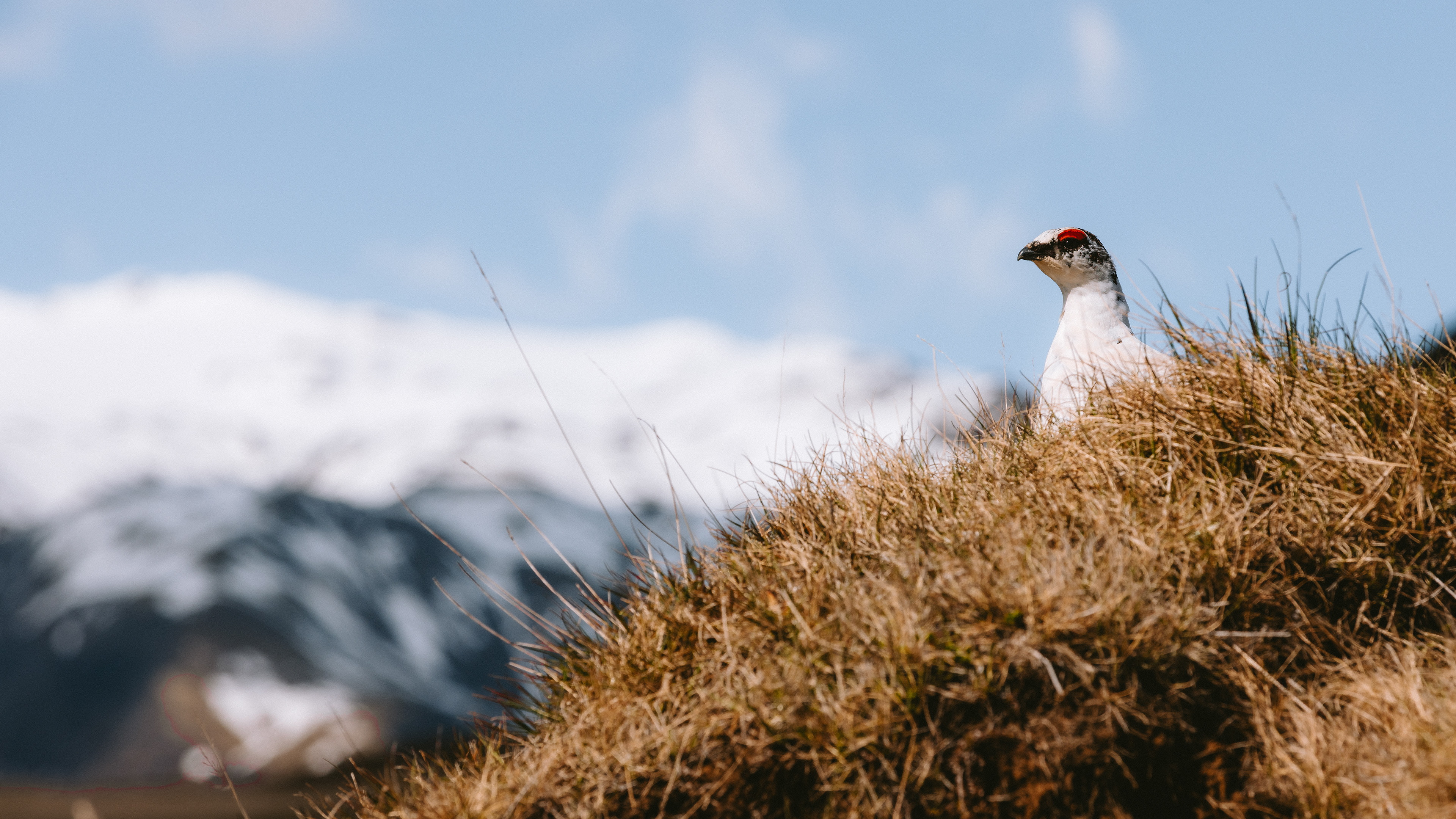 Rock Ptarmigan