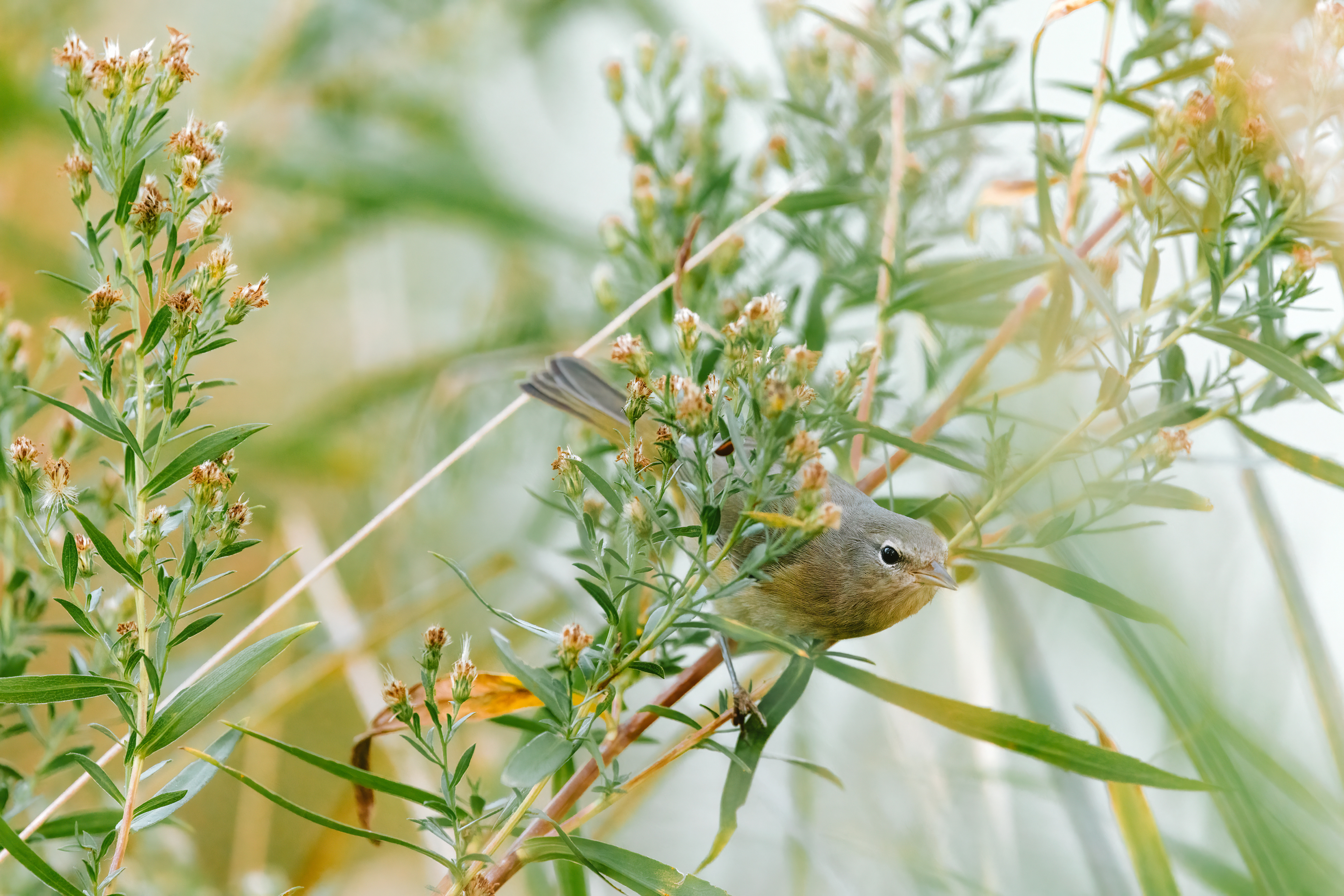 Nashville Warbler