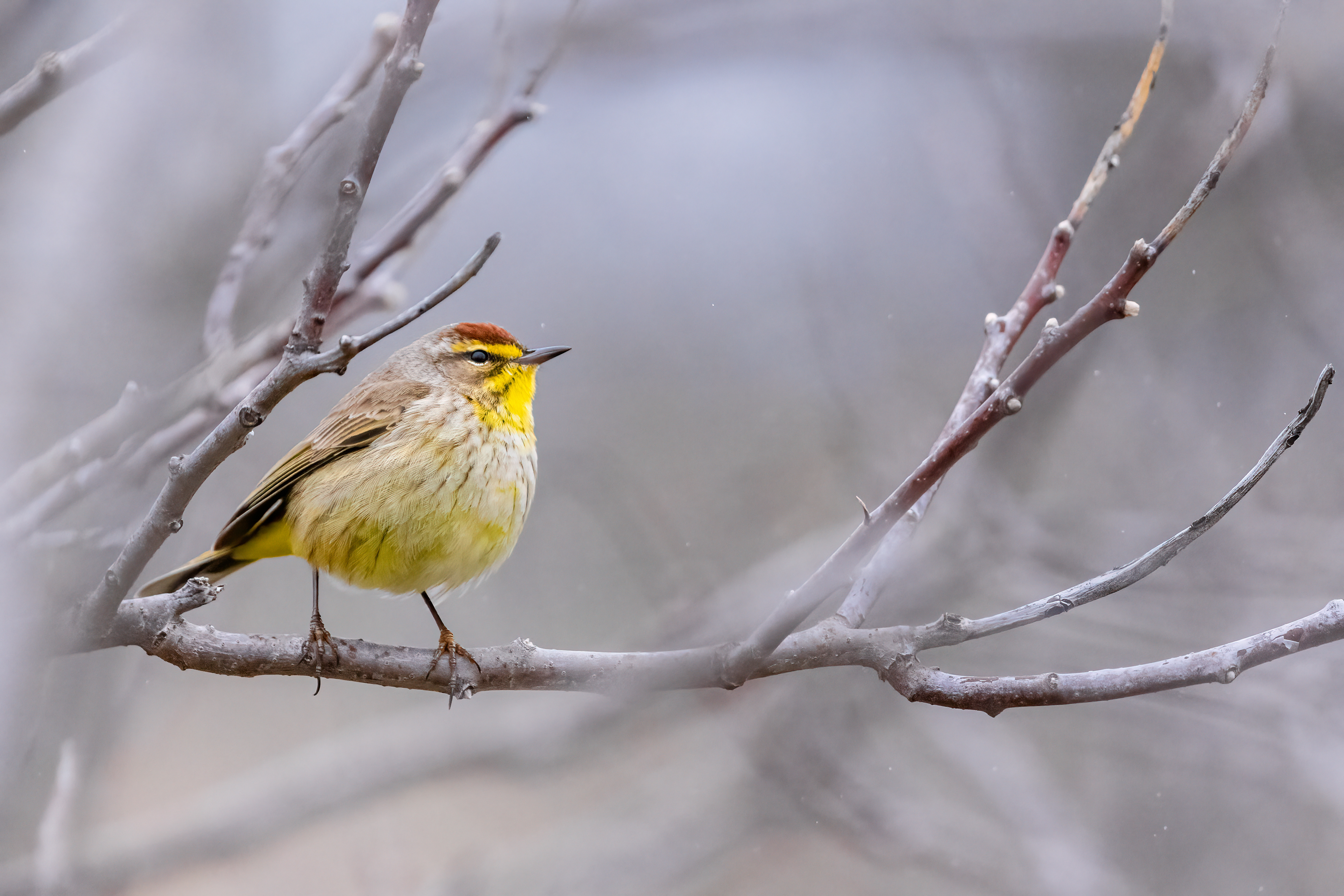 Pine Warbler