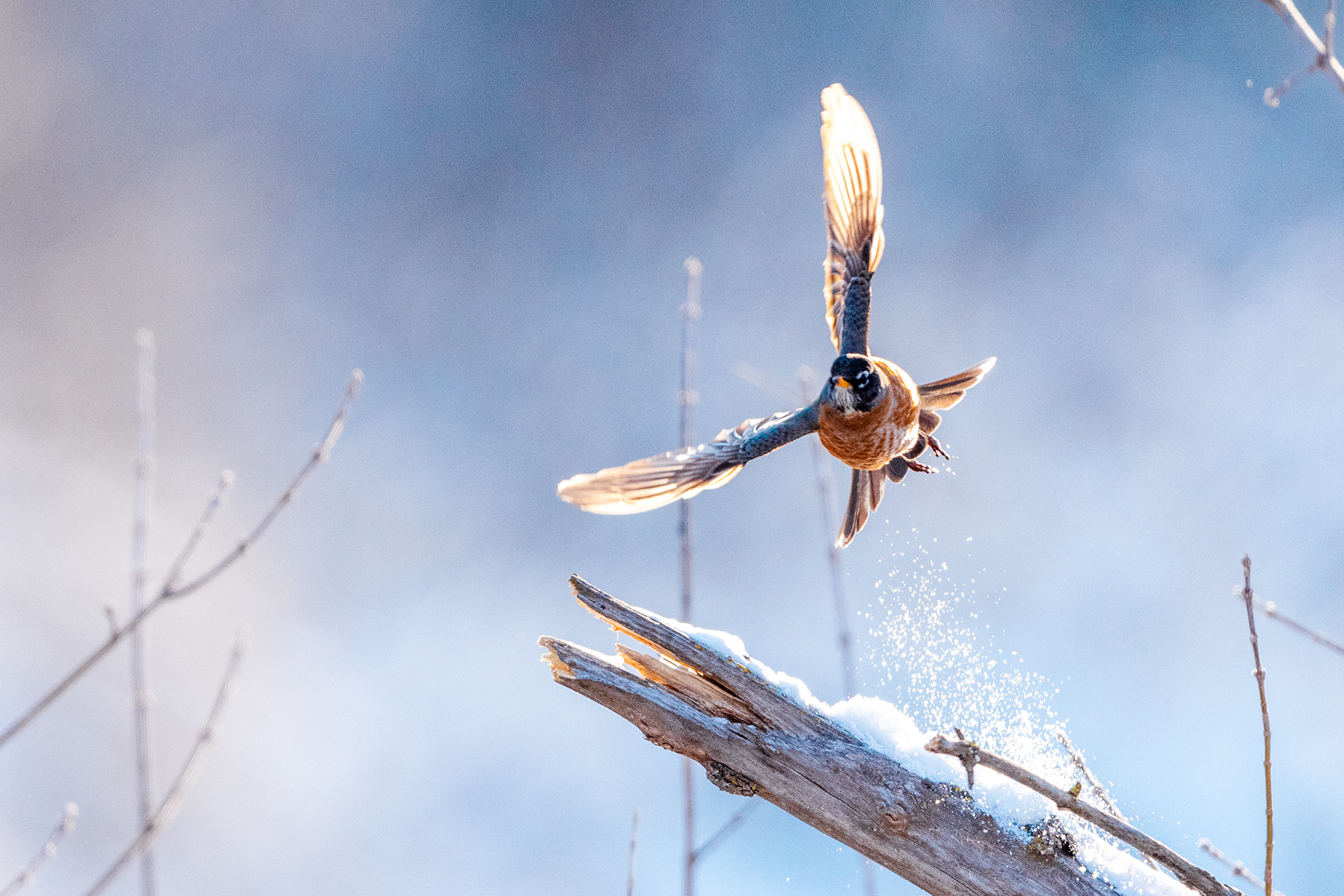 American Robin