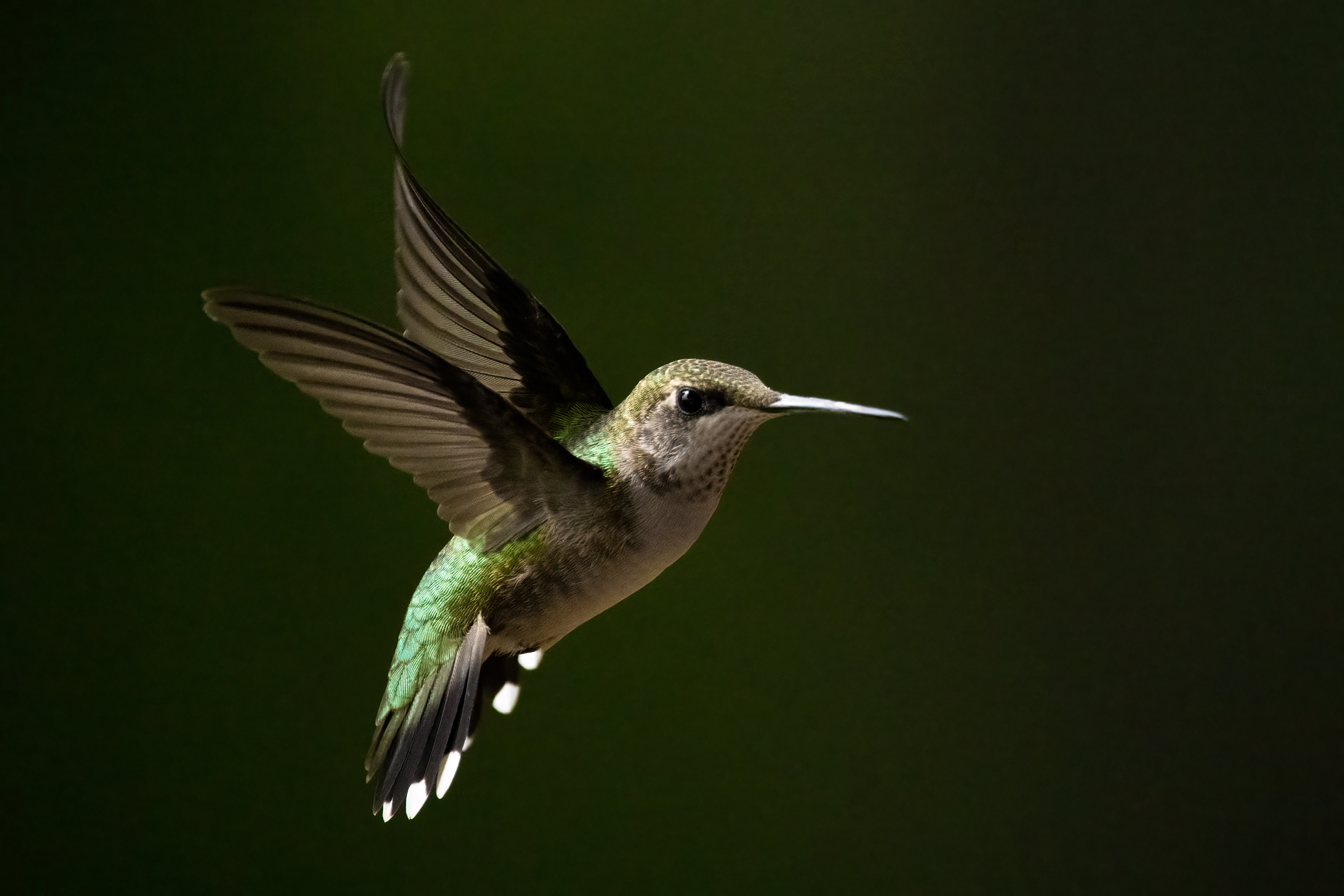 Ruby-throated Hummingbird