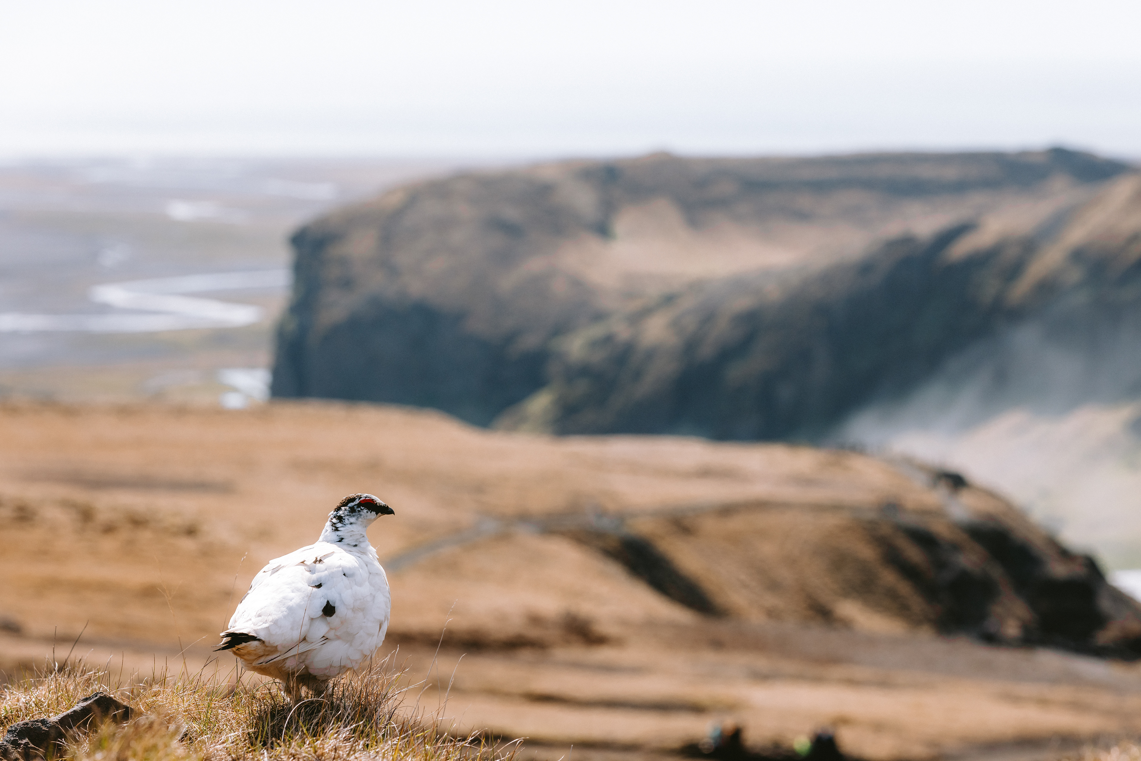 Rock Ptarmigan