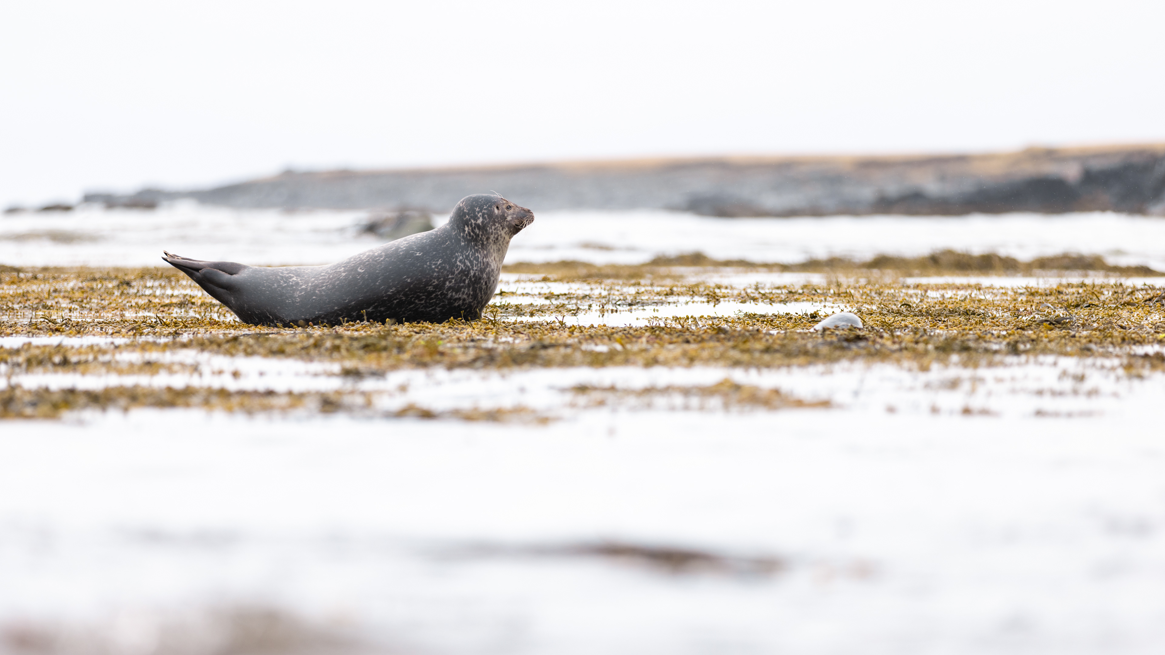 Harbor Seal