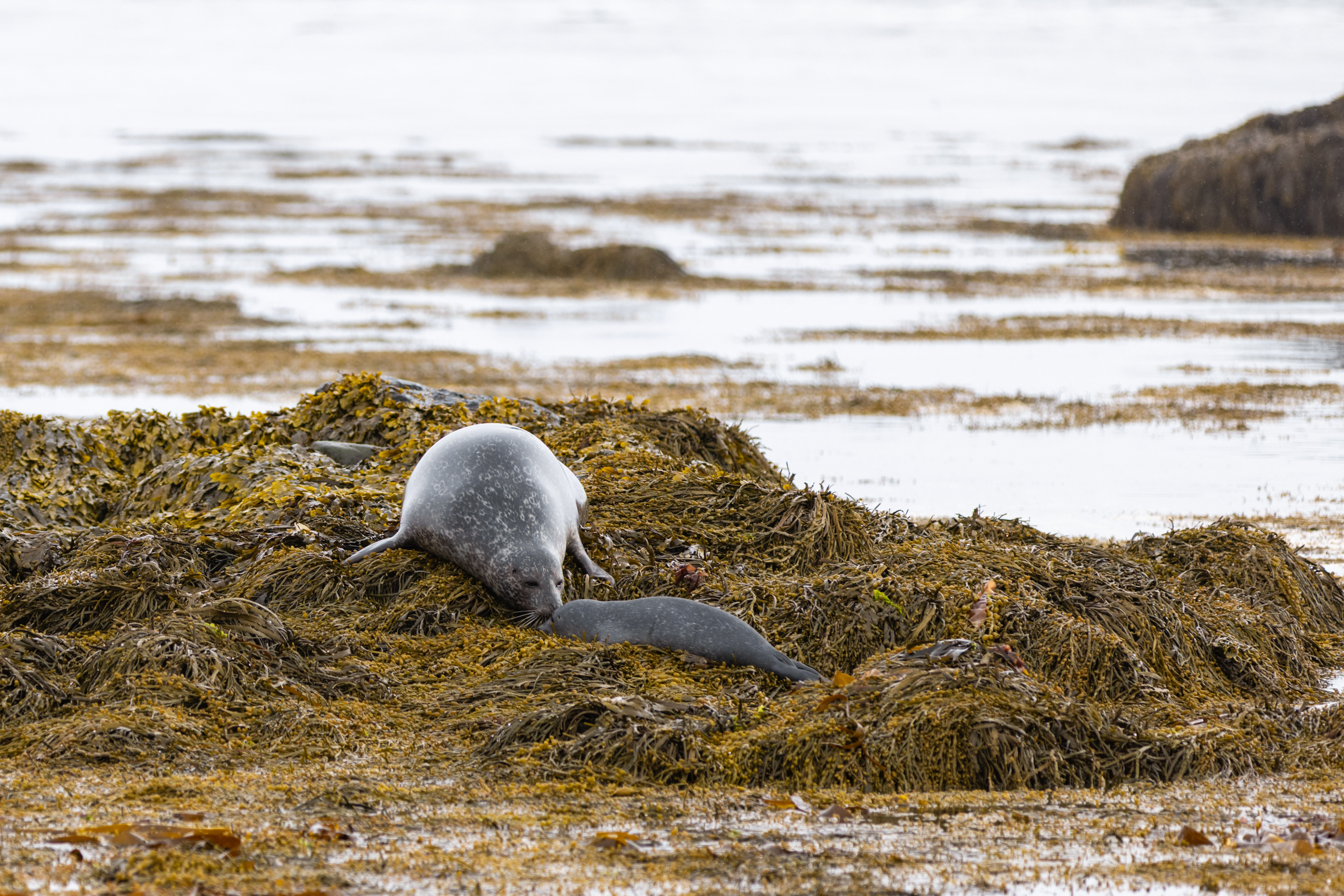 Harbor Seal and Pup