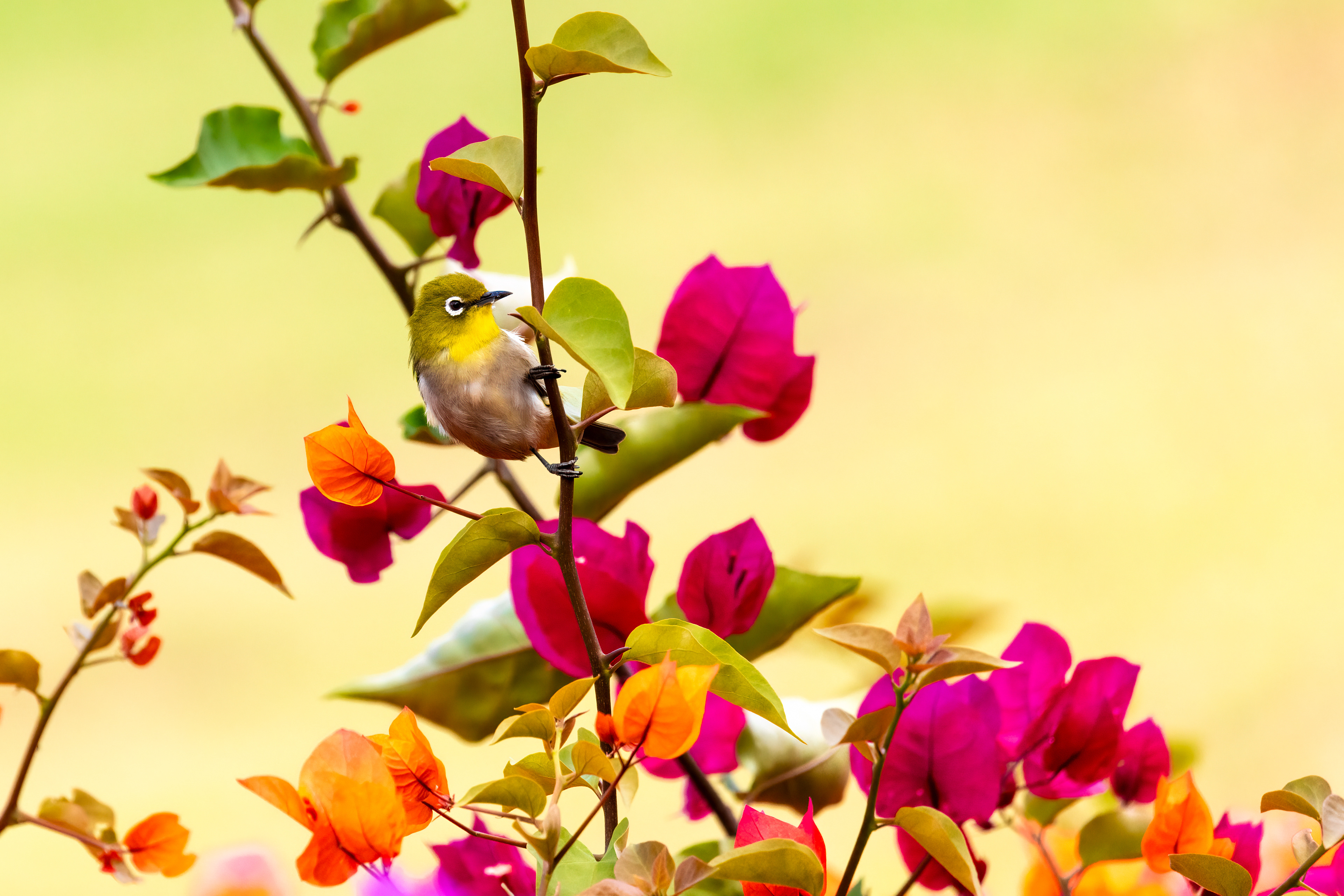 Warbling White-eye