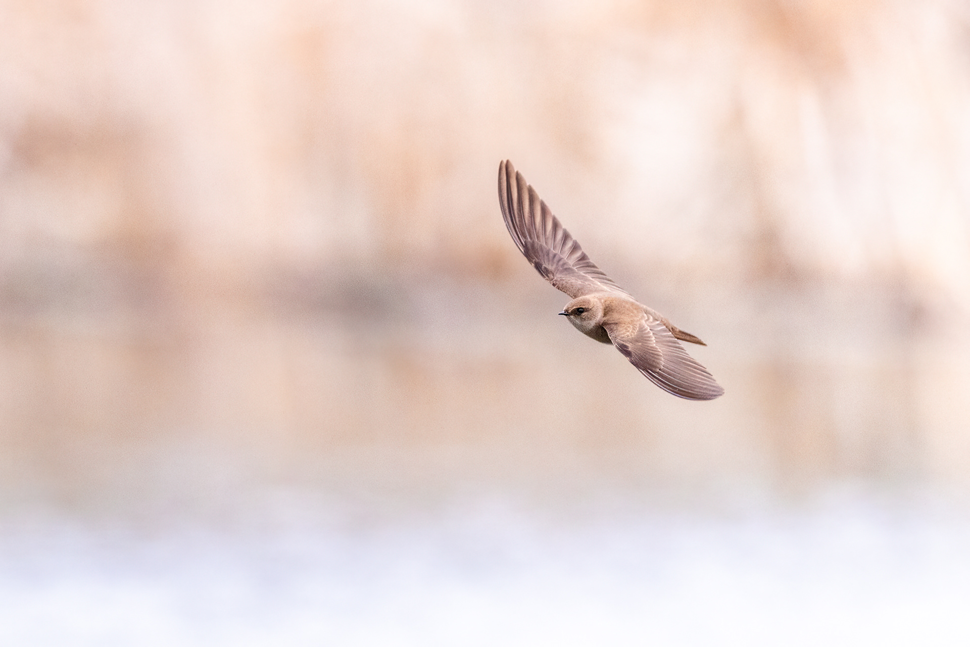 Northern Rough-Winged Swallow