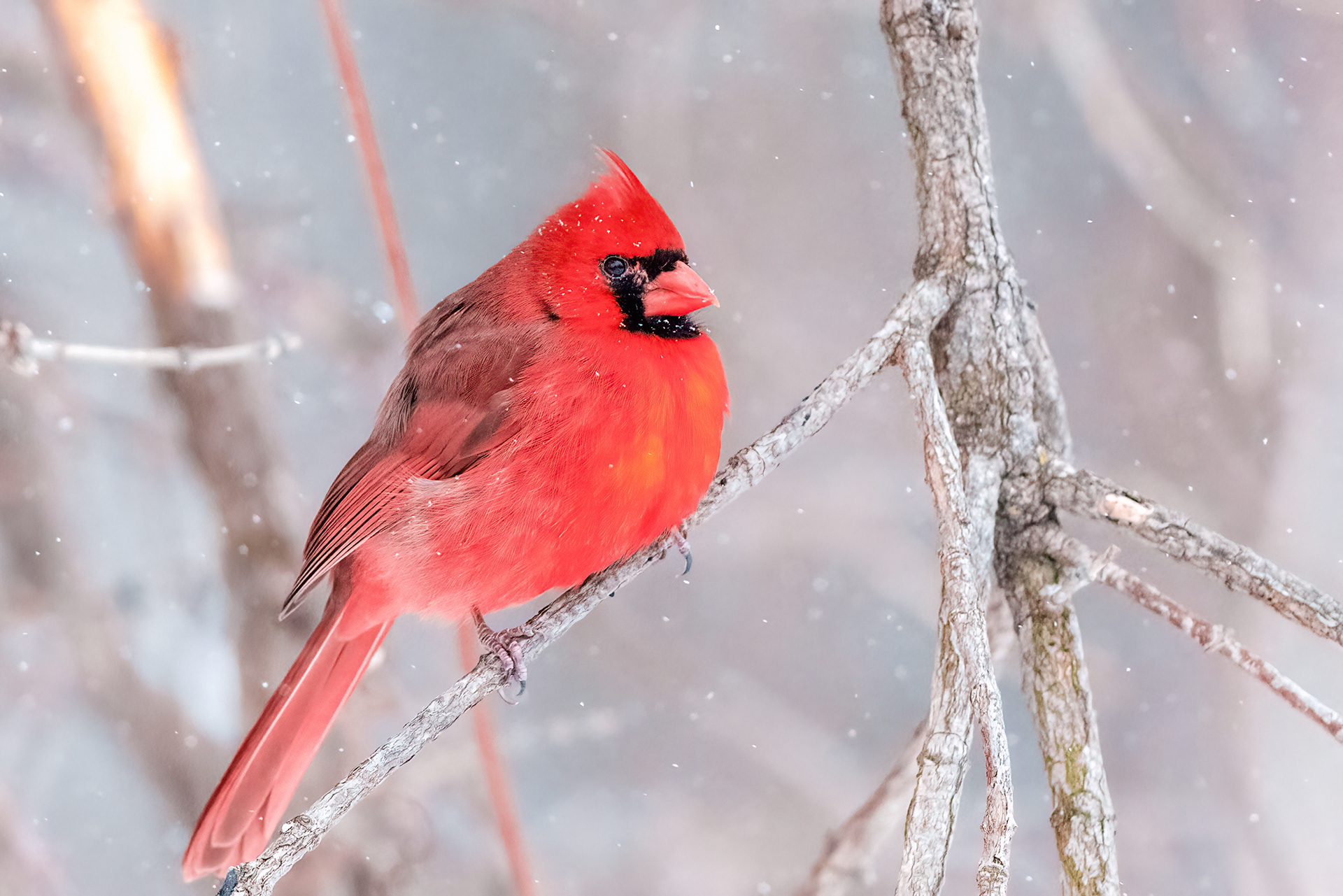 Northern Cardinal